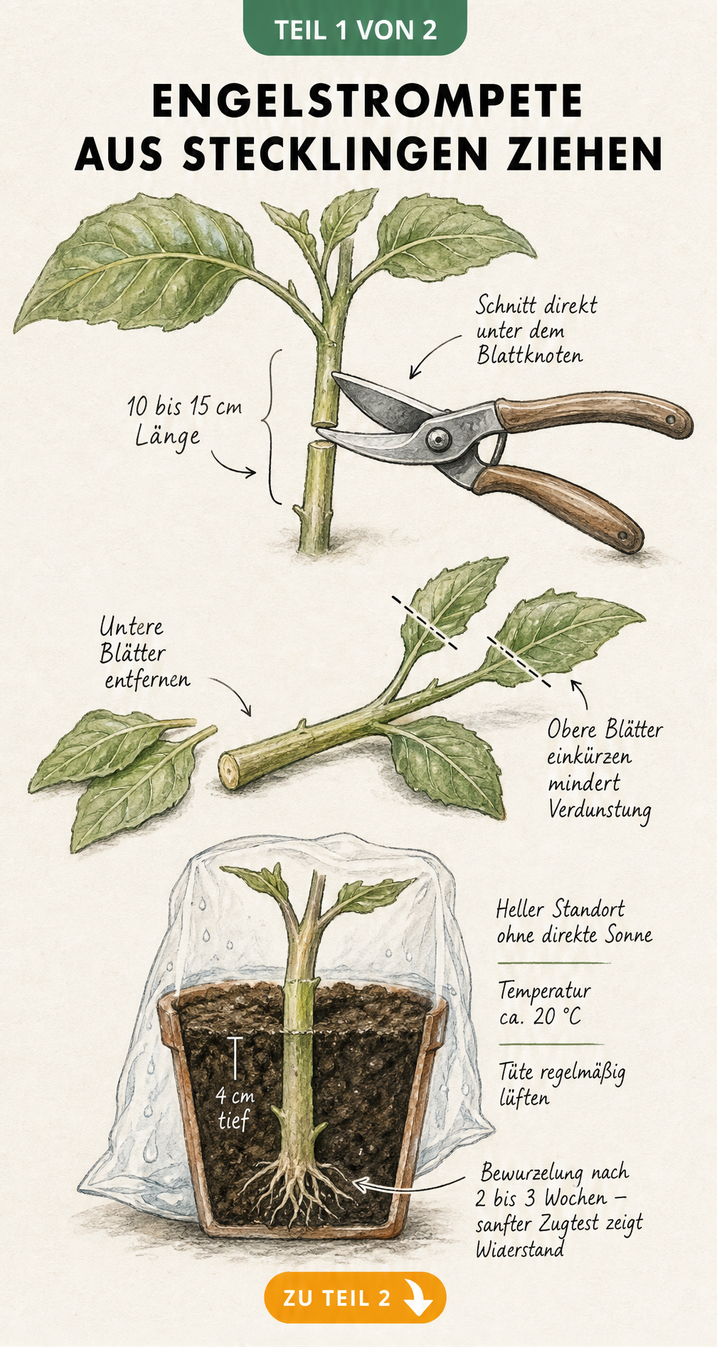 Botanische Skizze zur Vermehrung von Engelstrompeten durch Stecklinge, die den Schnitt, die Vorbereitung der Blätter und das Einpflanzen in Anzuchterde zeigt.