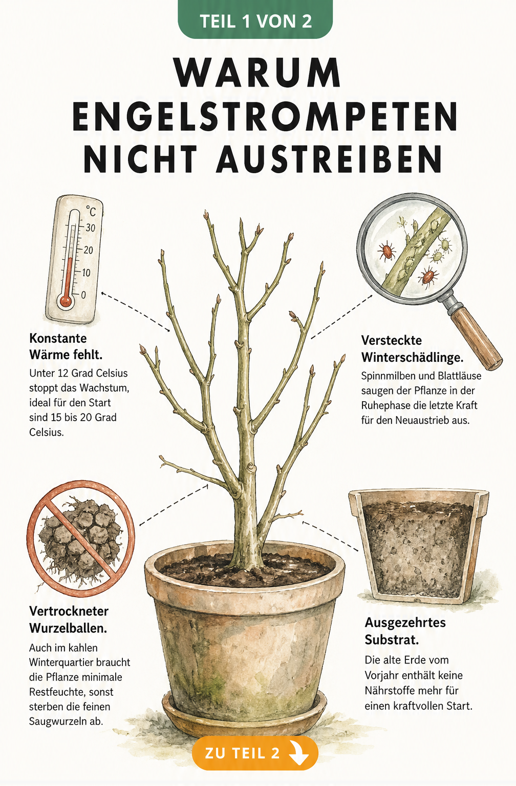 Illustration einer kahlen Engelstrompete im Kübel mit Hinweisen auf fehlende Wärme, Spinnmilben, vertrockneten Wurzelballen und ausgezehrtes Substrat