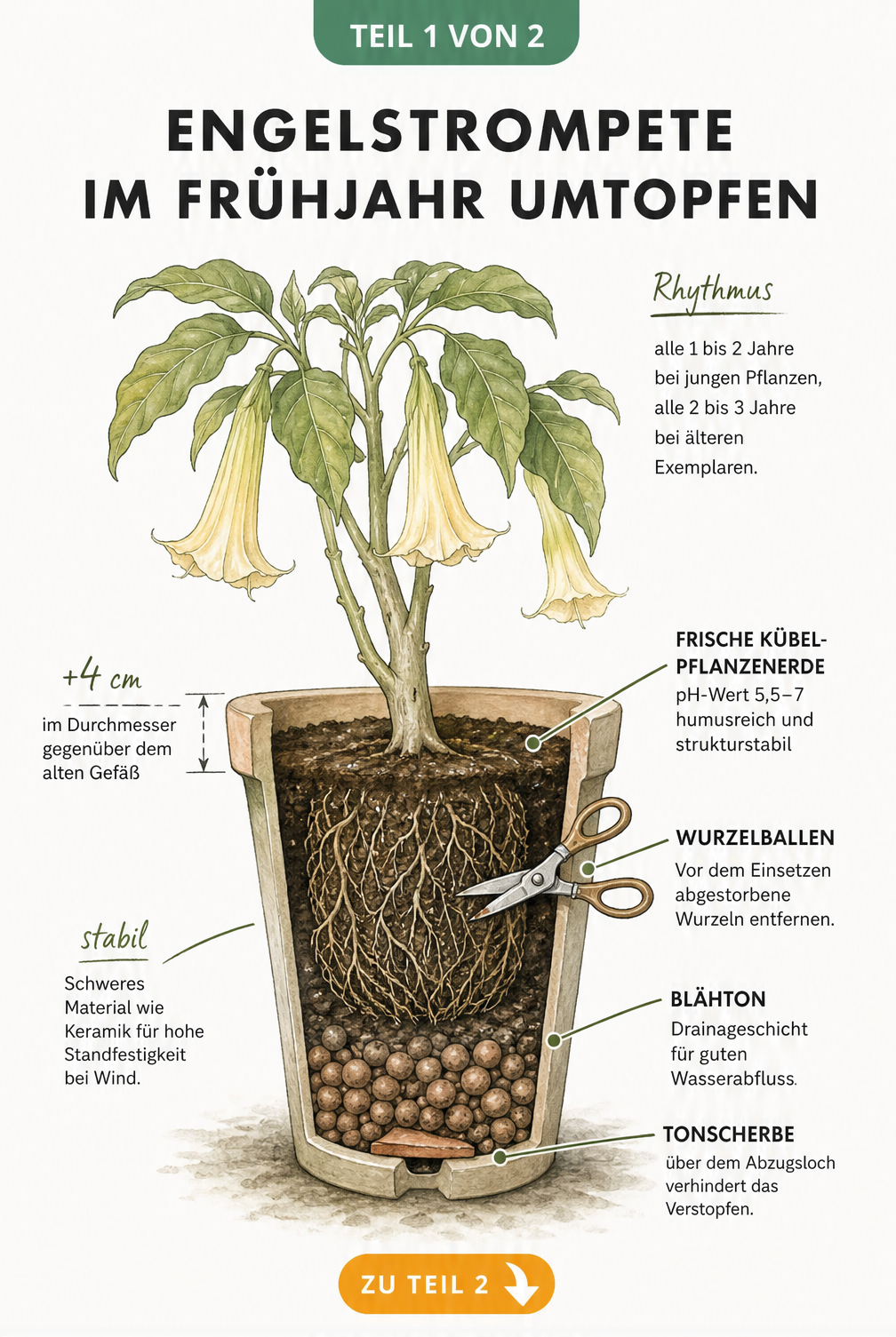 Botanische Schnittdarstellung eines bepflanzten Kübels mit einer Engelstrompete, die Erdschichten, Drainage und Wurzelballen zeigt.