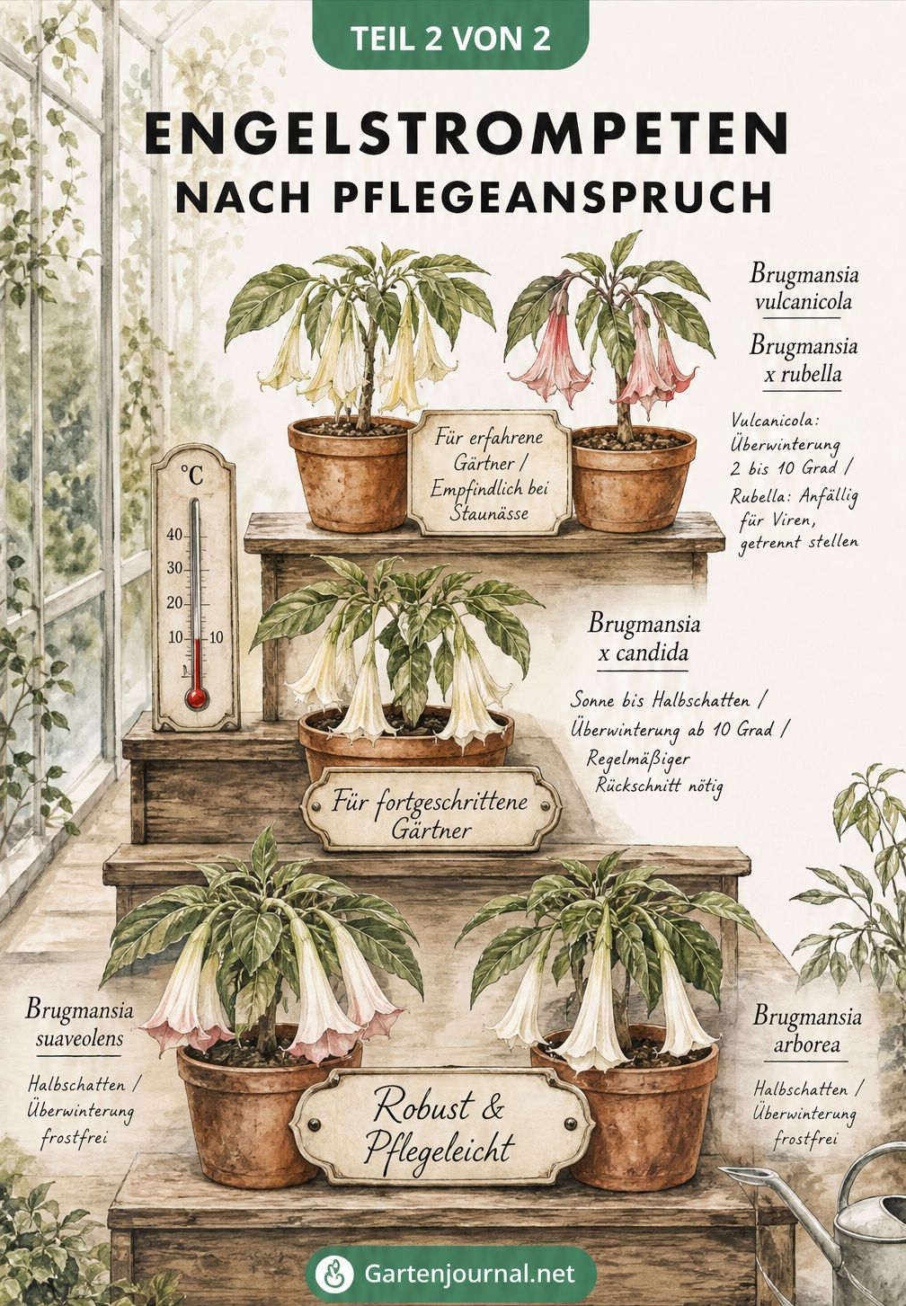 Illustration einer Pflanzentreppe im Wintergarten, die Engelstrompeten-Sorten nach Pflegeanspruch von robust bis anspruchsvoll ordnet.