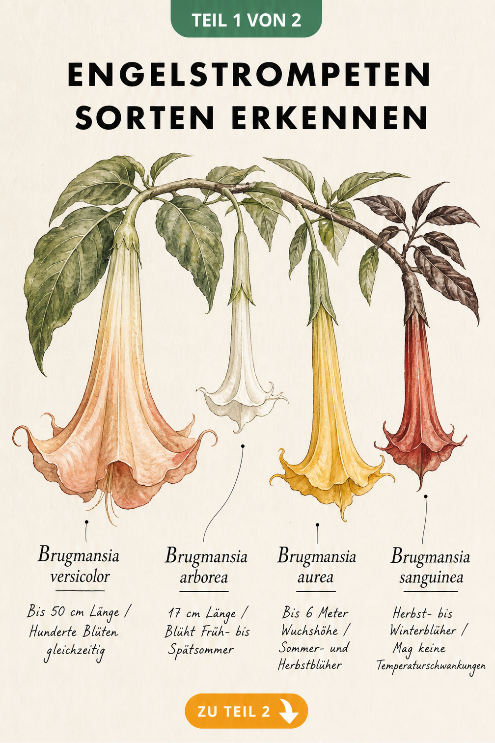 Botanische Aquarell-Tafel mit vier Engelstrompeten-Sorten: Brugmansia versicolor, arborea, aurea und sanguinea in verschiedenen Farben und Größen.