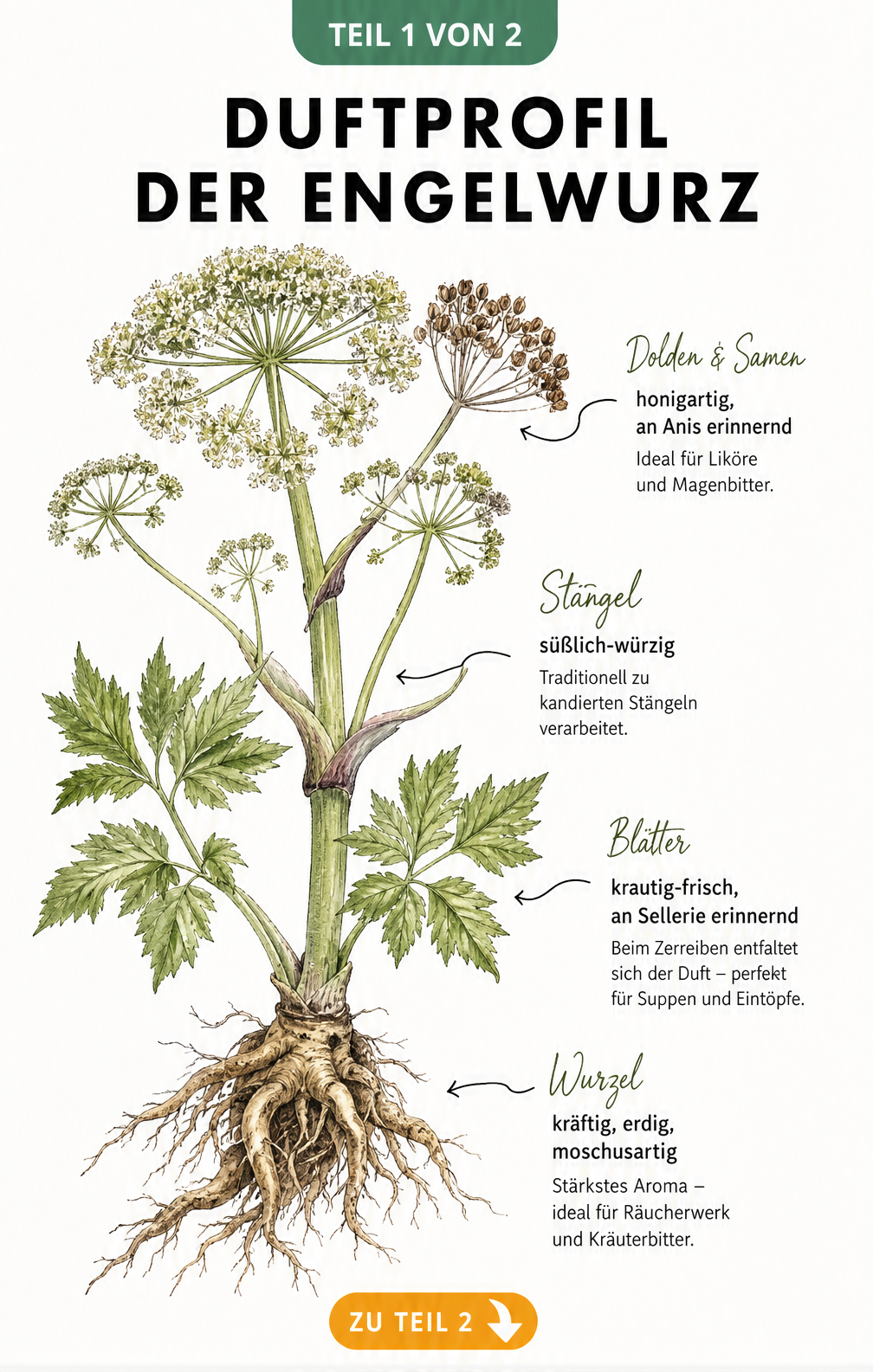 Botanische Illustration einer Engelwurz mit Beschreibung der Duftnoten von Wurzel, Stängel, Blättern und Samen