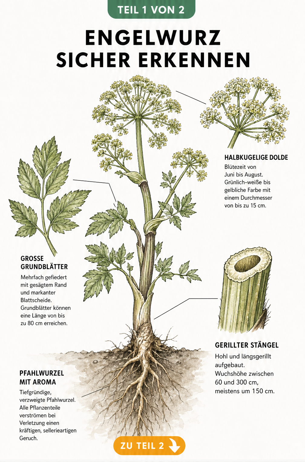 Botanische Illustration der Engelwurz mit Detailzeichnungen von Dolde, Laubblatt, Stängel und Pfahlwurzel
