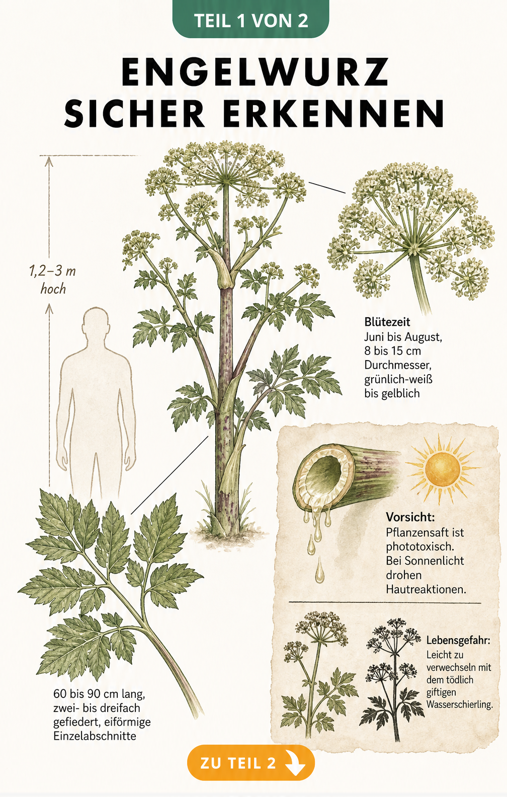 Botanische Zeichnung der Engelwurz mit Details zu Blüte, Blatt und Warnhinweis zur Verwechslungsgefahr