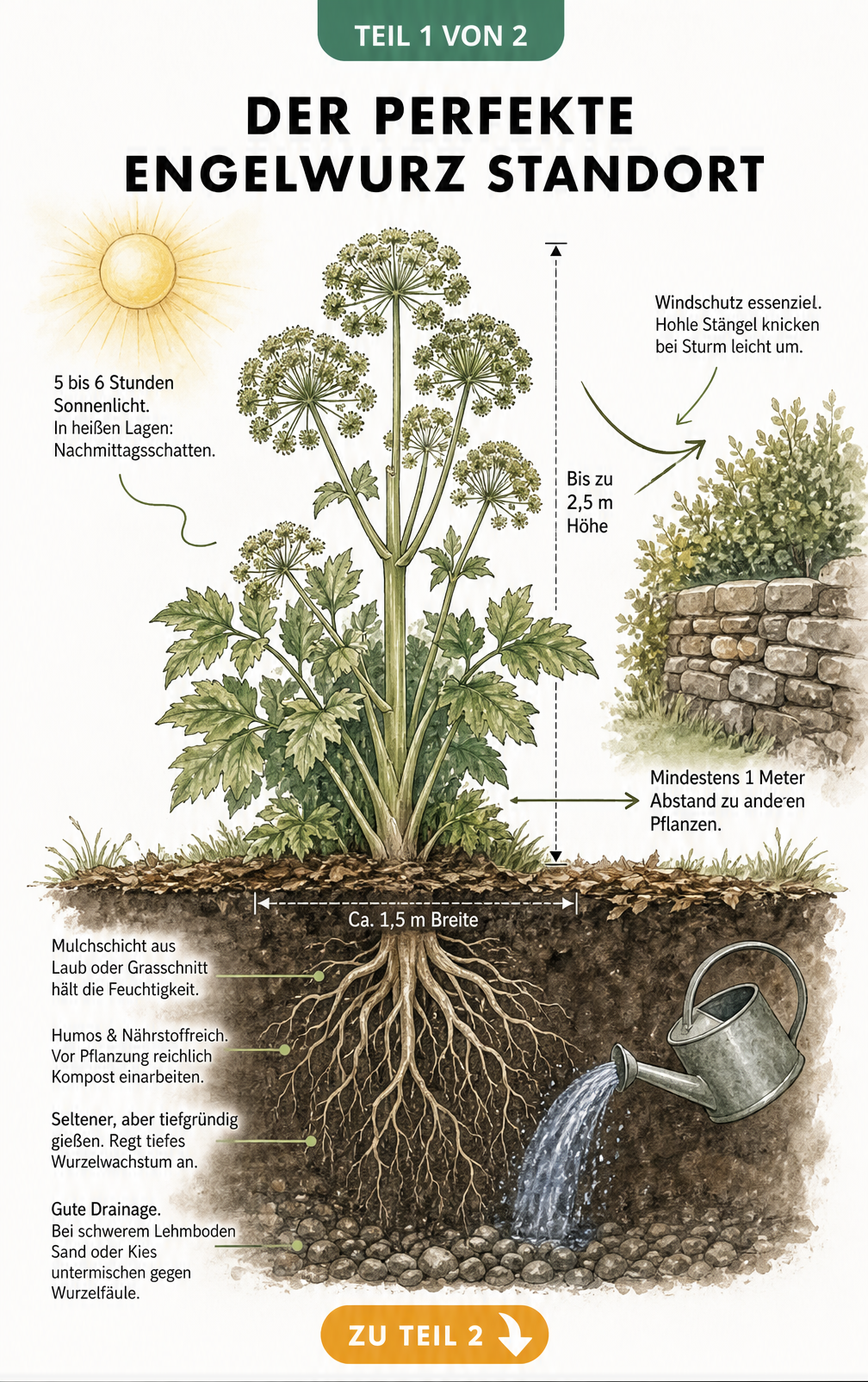 Botanische Schnittzeichnung der Engelwurz mit Hinweisen zu Sonnenlicht, Windschutz, Pflanzabstand und Bodenbeschaffenheit