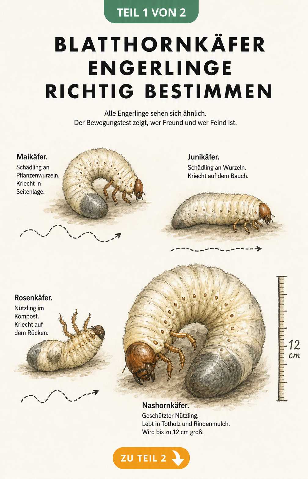 Illustration von vier Engerlingen: Maikäfer, Junikäfer, Rosenkäfer und Nashornkäfer mit ihren typischen Fortbewegungsarten