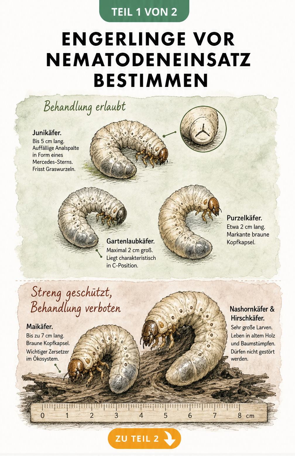 Illustration verschiedener Engerlinge zur Bestimmung vor dem Nematodeneinsatz, aufgeteilt in erlaubte und geschützte Arten