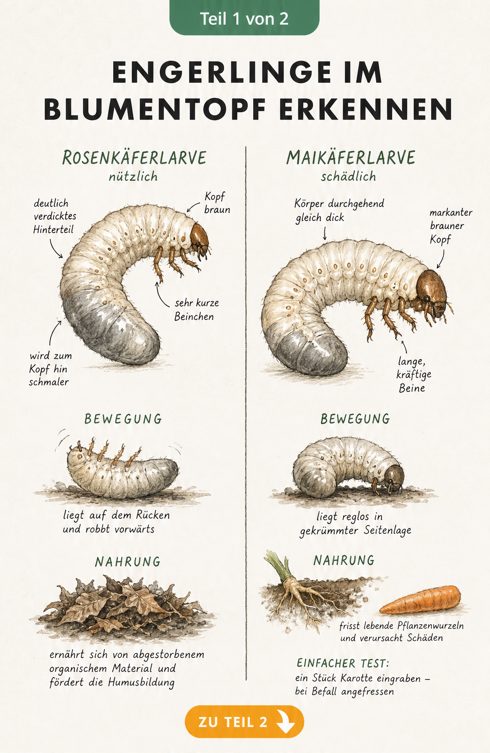 Illustration zur Unterscheidung von Rosenkäferlarve und Maikäferlarve anhand von Körperbau und Fortbewegung
