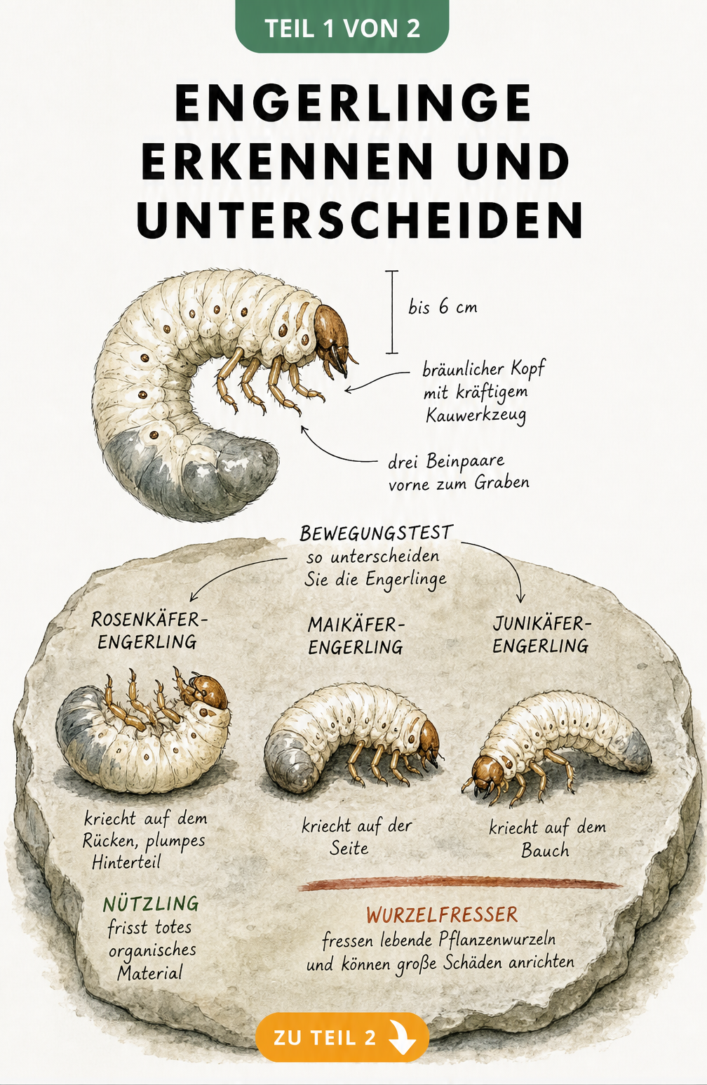 Illustration von drei Engerlingen auf einer Steinplatte zur Unterscheidung von Rosenkäfer, Maikäfer und Junikäfer anhand ihrer Fortbewegung.