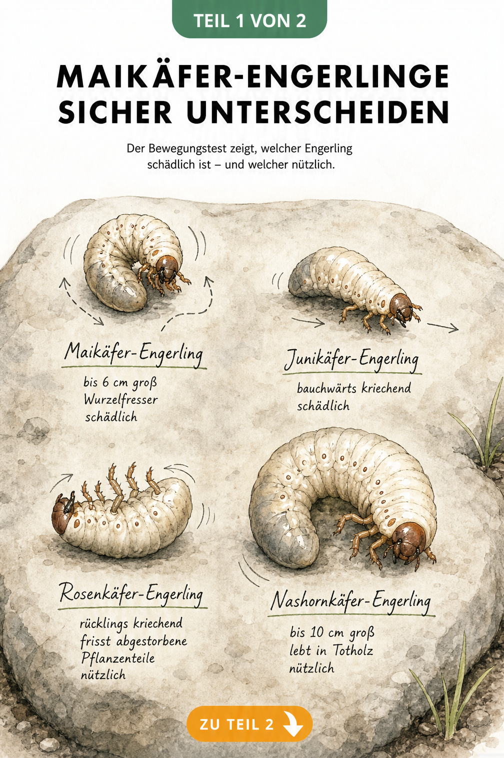 Illustration von vier Engerlingsarten: Maikäfer, Junikäfer, Rosenkäfer und Nashornkäfer mit ihren Fortbewegungsarten