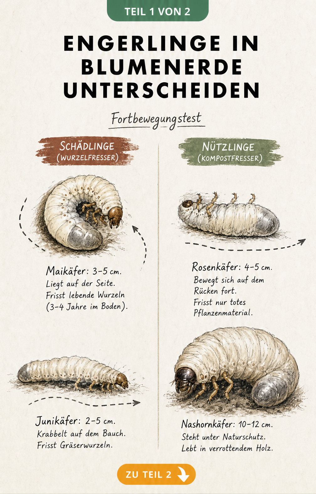 Illustration zur Unterscheidung von Engerlingen in der Blumenerde: Maikäfer, Junikäfer, Rosenkäfer und Nashornkäfer
