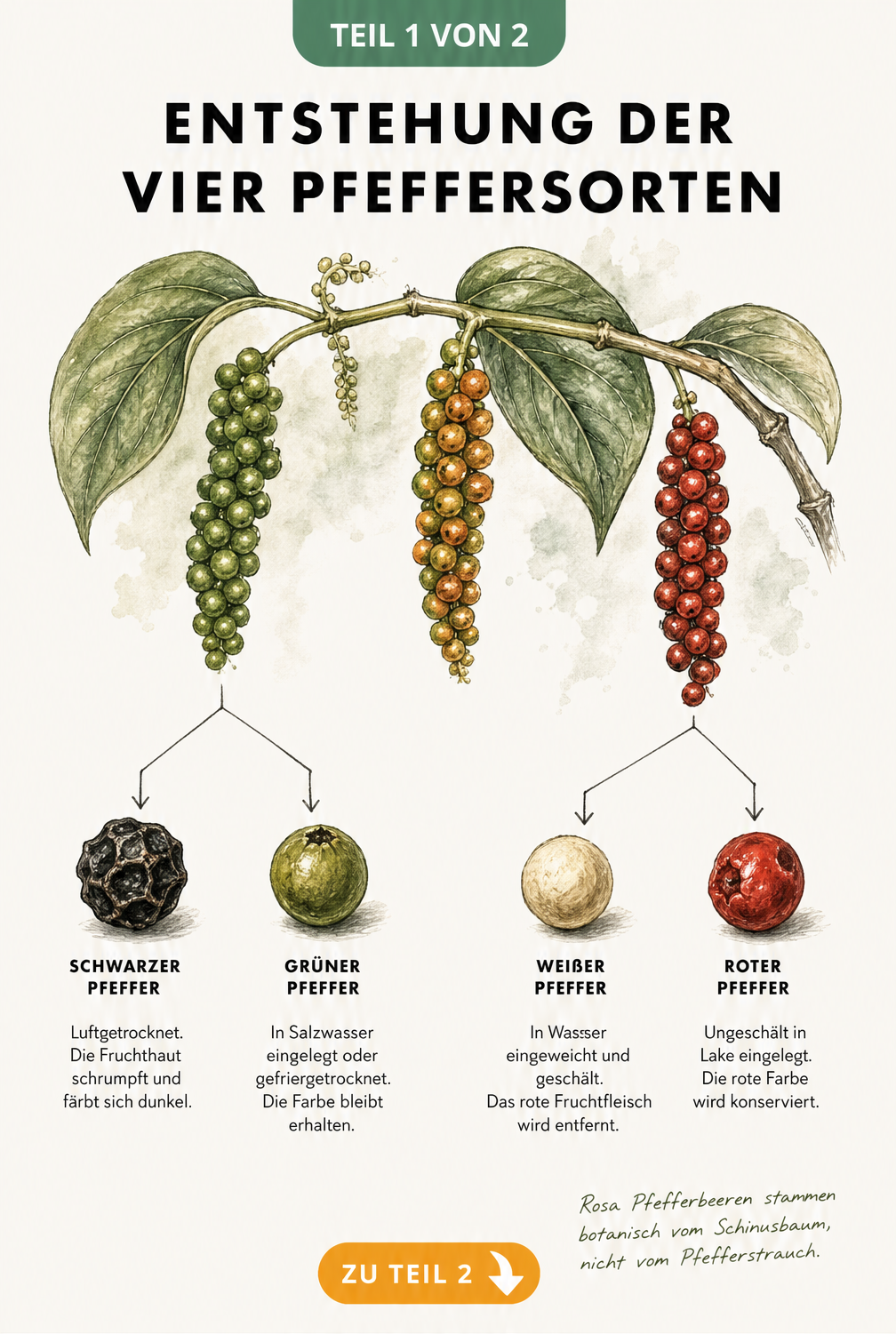 Botanische Illustration der Pfefferpflanze und die Entstehung von schwarzem, grünem, weißem und rotem Pfeffer.