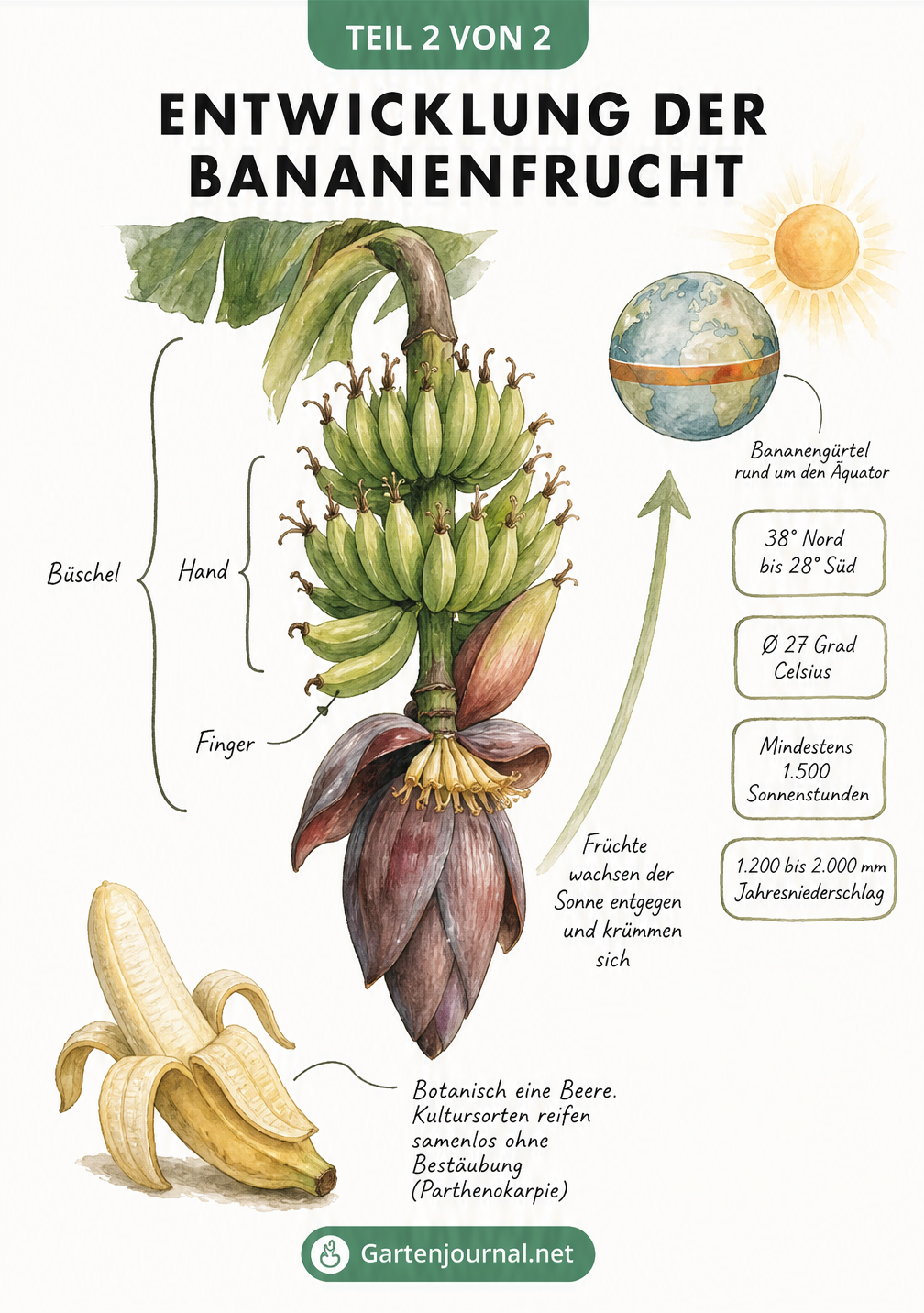 Illustration der Bananenfruchtentwicklung am Blütenstand und der klimatischen Bedingungen im Bananengürtel