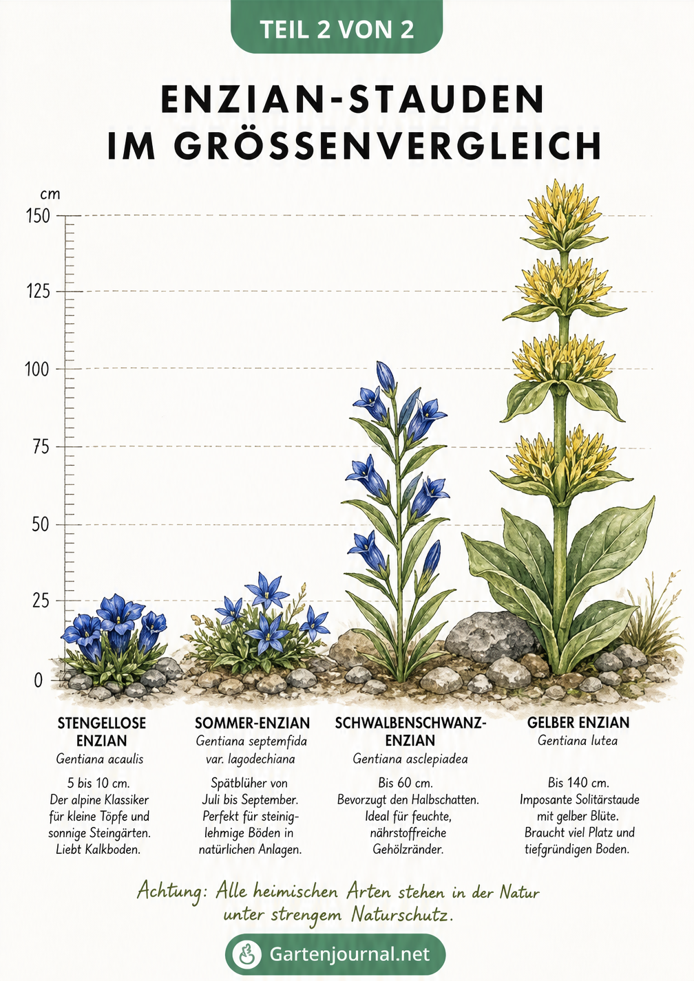 Botanische Lehrtafel mit vier Enzian-Arten im Größenvergleich: Stengelloser Enzian, Sommer-Enzian, Schwalbenschwanz-Enzian und Gelber Enzian.
