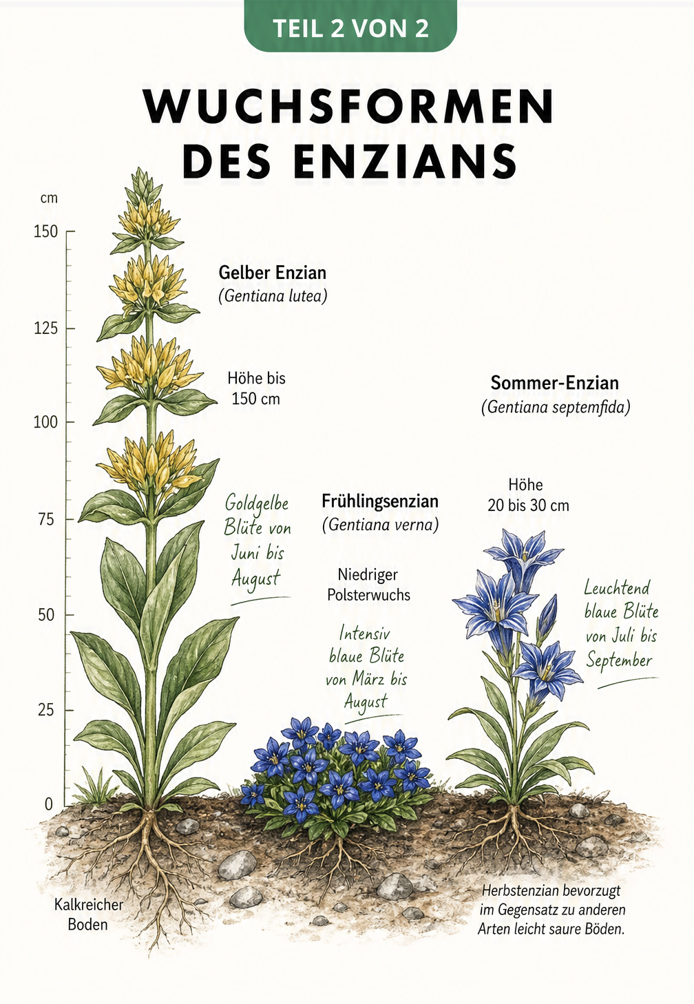 Illustration von drei Enzian-Arten im Größenvergleich: Gelber Enzian, Frühlingsenzian und Sommer-Enzian.