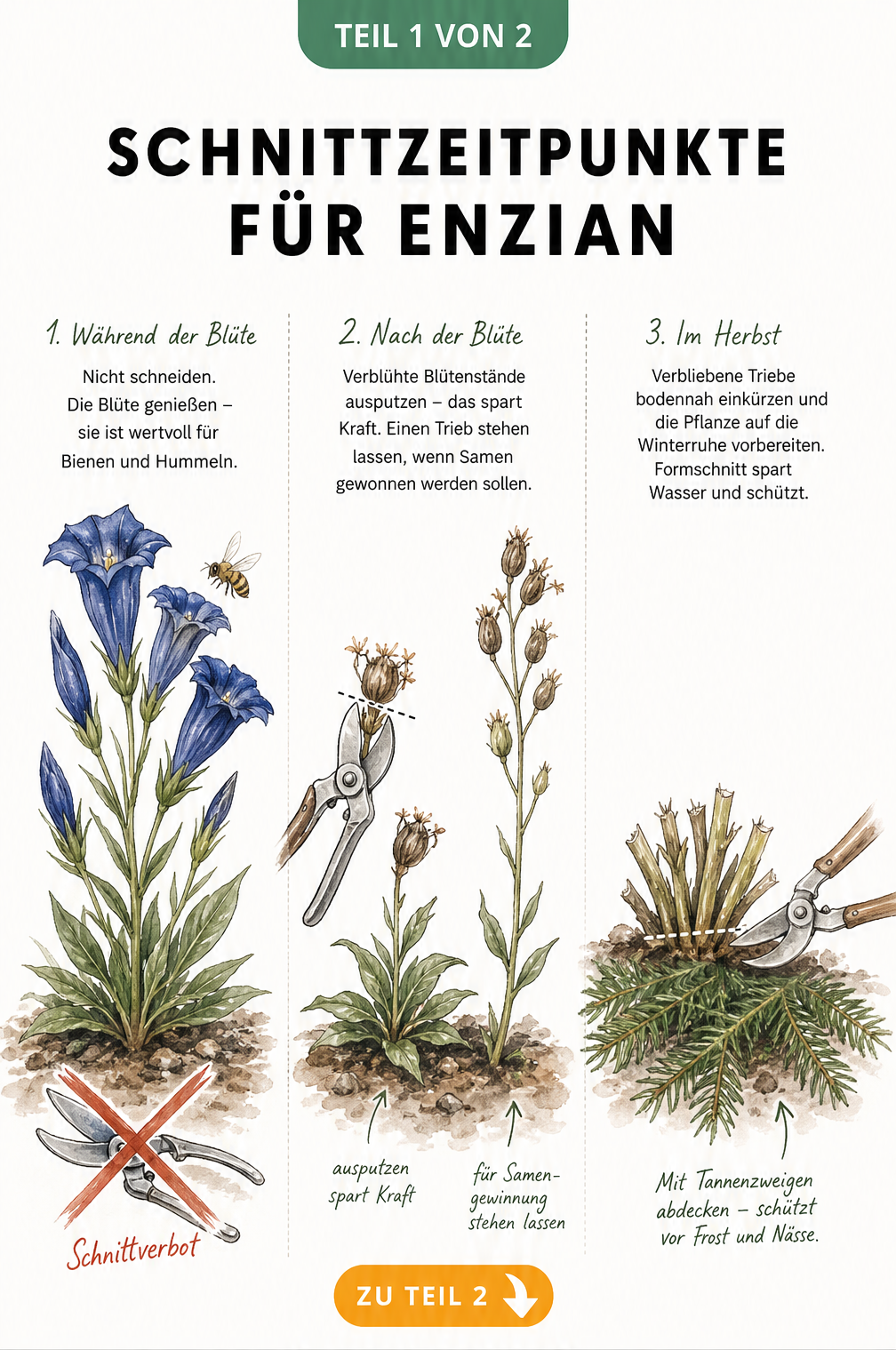 Illustration der drei Schnittzeitpunkte für Enzian: Blütezeit, nach der Blüte und Herbstschnitt