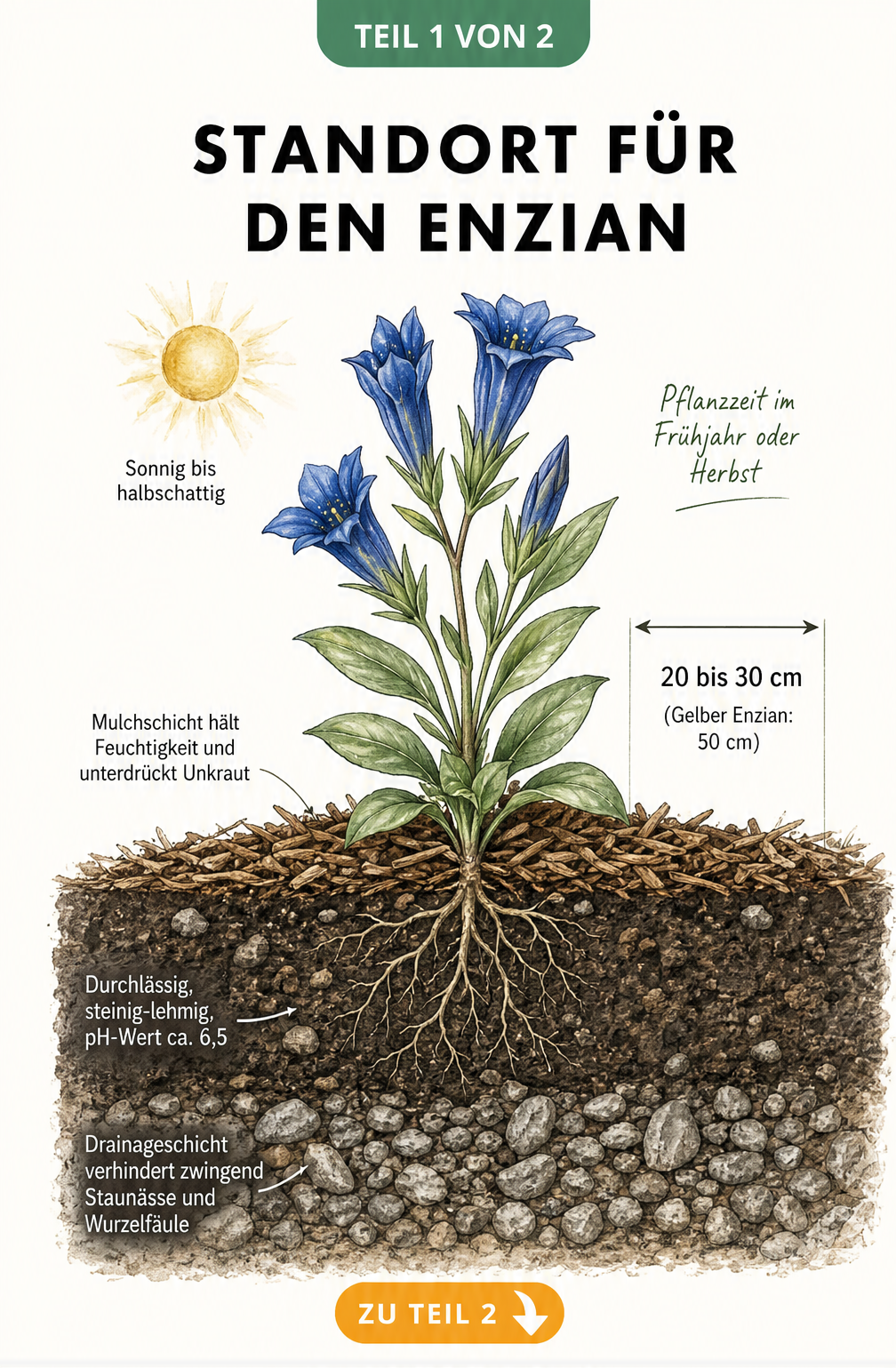 Botanische Illustration eines Enzians im Querschnitt mit Hinweisen zu Standort, Pflanzabstand und Bodenbeschaffenheit.
