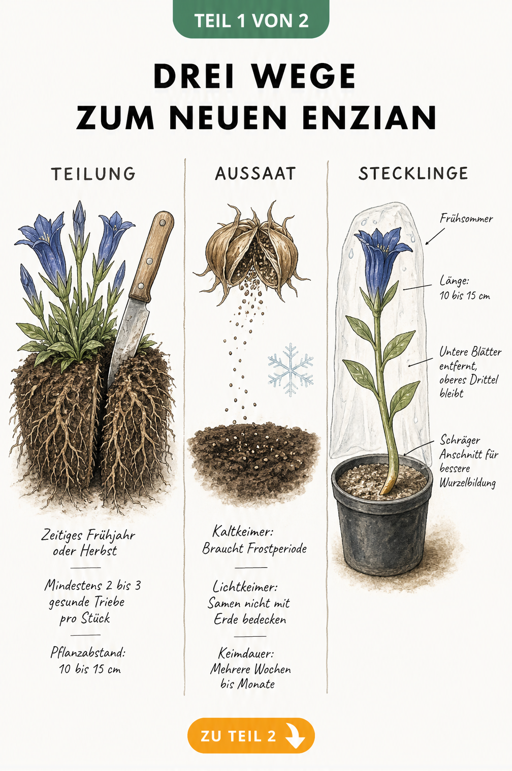 Illustration der drei Vermehrungsarten von Enzian: Wurzelteilung, Aussaat von Samen und Stecklinge im Anzuchttopf
