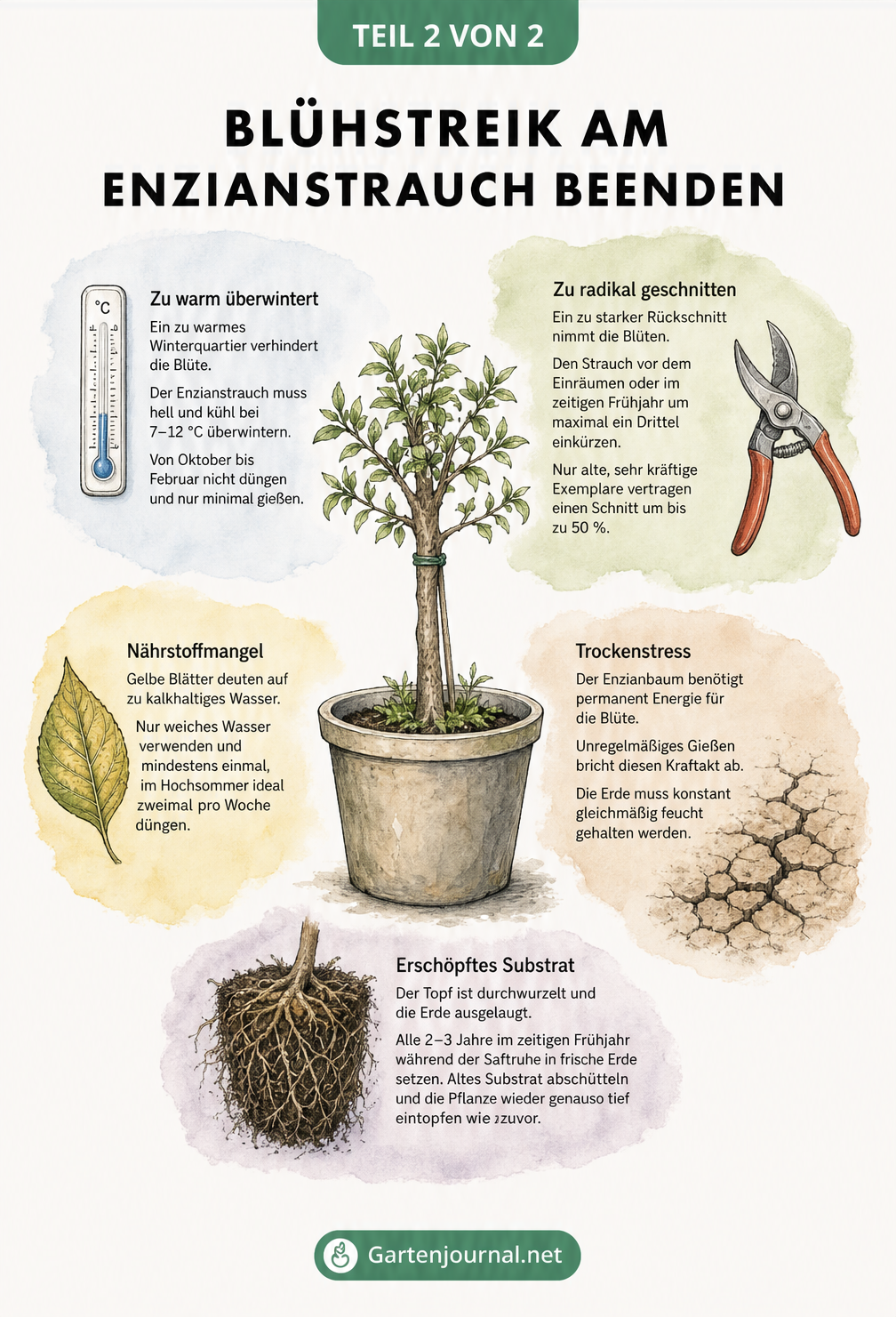 Skizze eines Enzianstrauchs ohne Blüten mit Ursachen und Lösungen für den Blühstreik