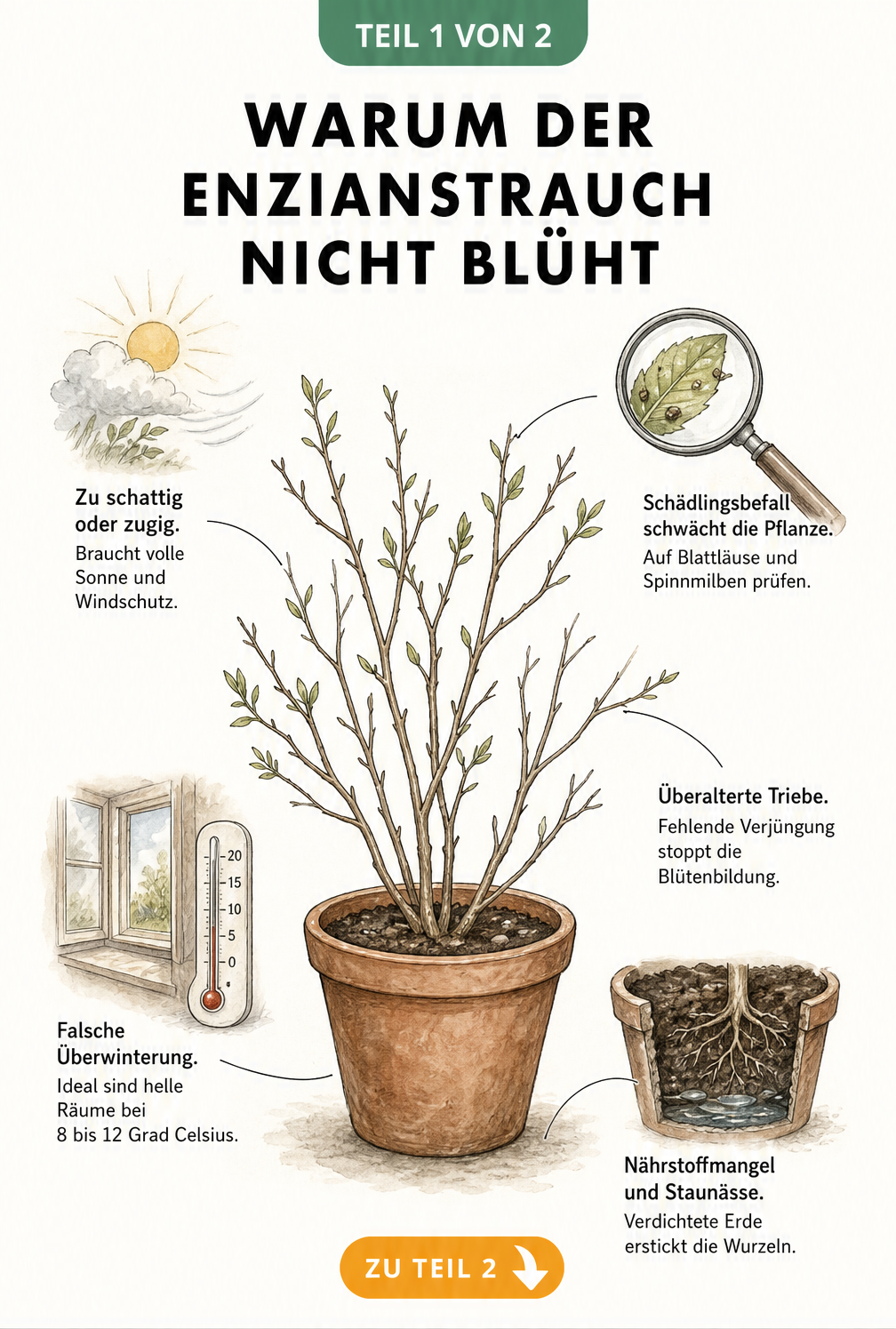 Botanische Illustration eines Enzianstrauchs ohne Blüten mit Hinweisen zu Standort, Schädlingen, Überwinterung und Nährstoffmangel