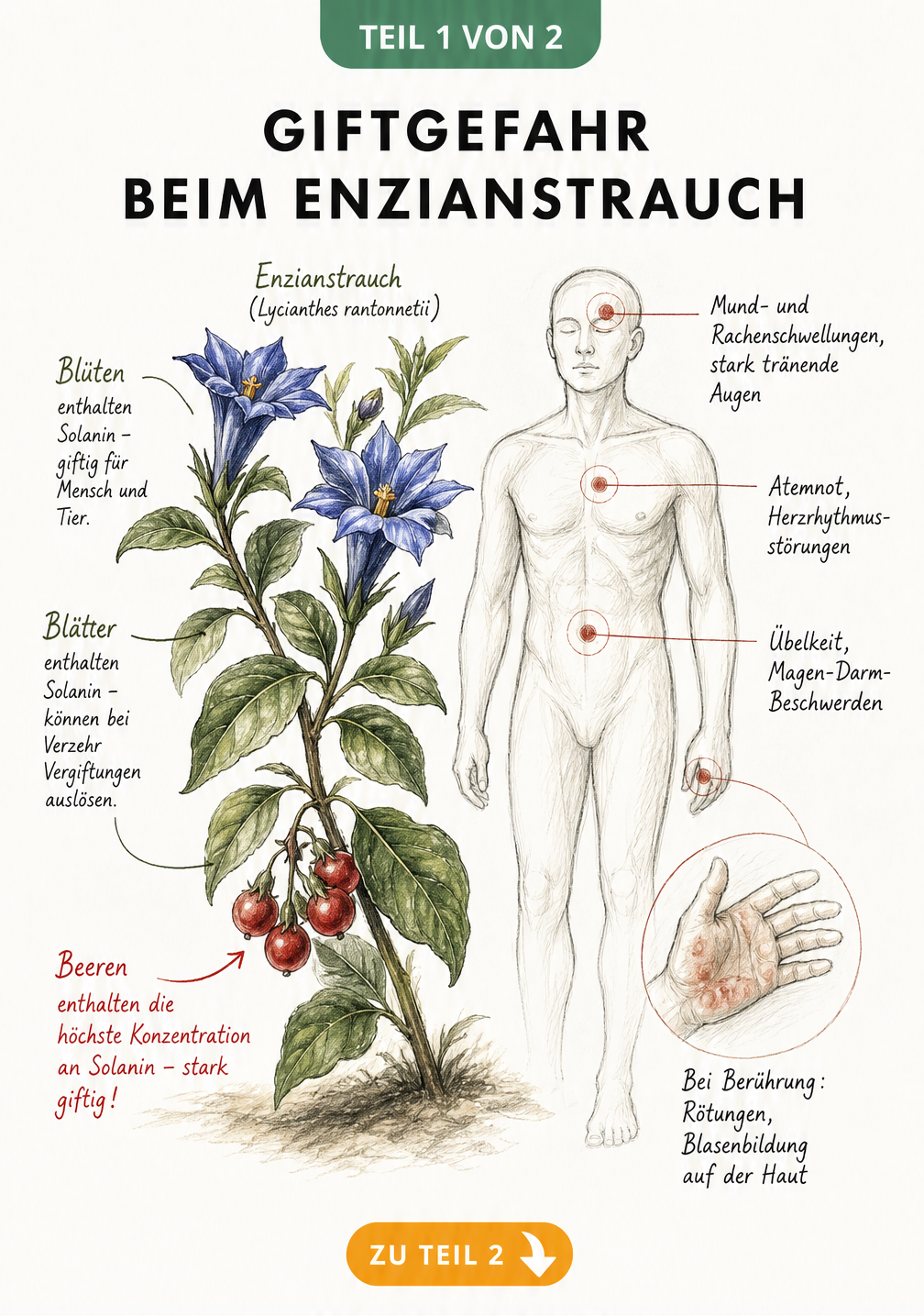 Botanische Illustration des Enzianstrauchs mit roten Beeren und Darstellung der Vergiftungssymptome am menschlichen Körper
