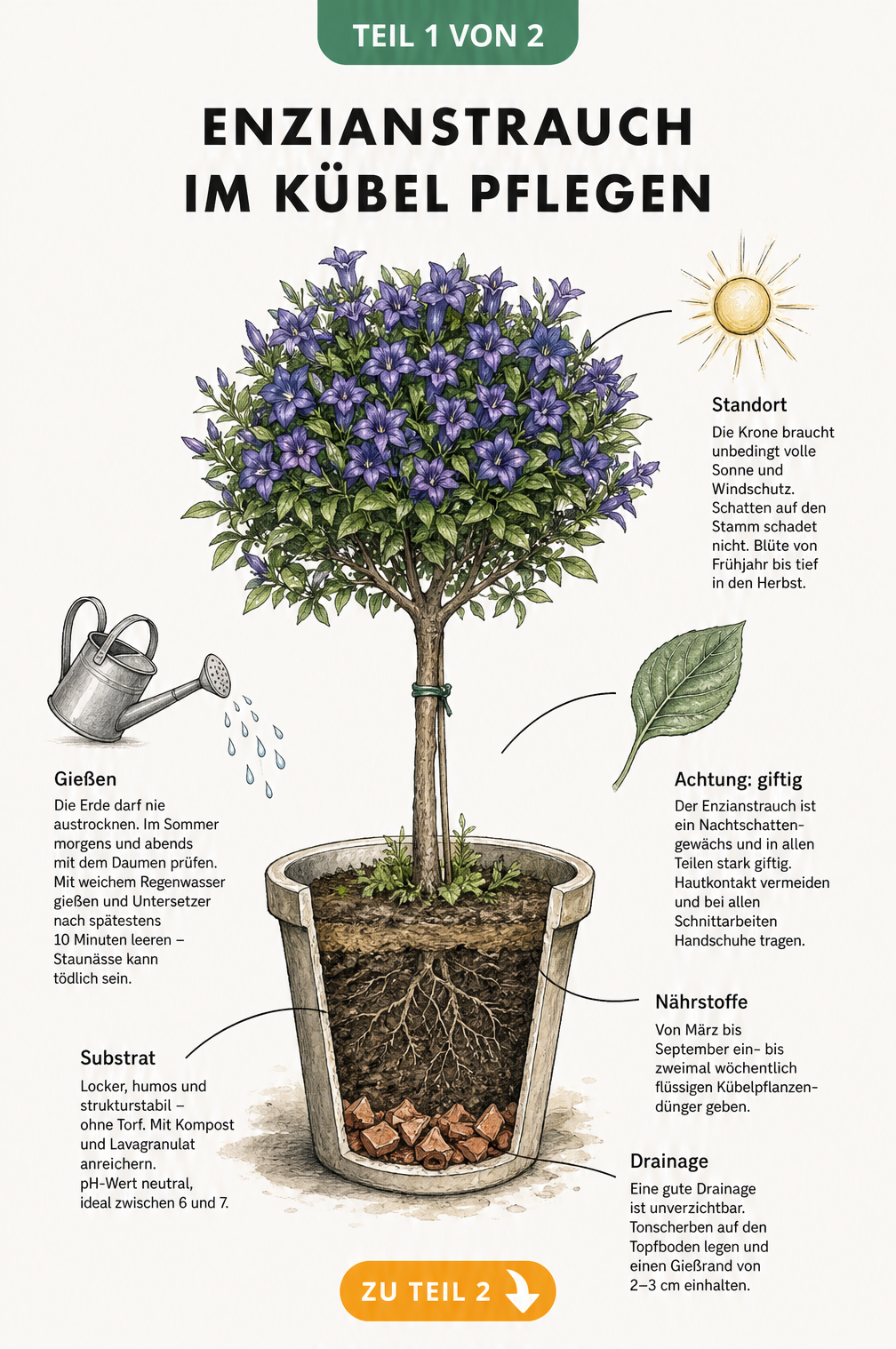 Botanische Illustration eines Enzianstrauchs im Kübel mit Pflegehinweisen zu Standort, Substrat und Gießen