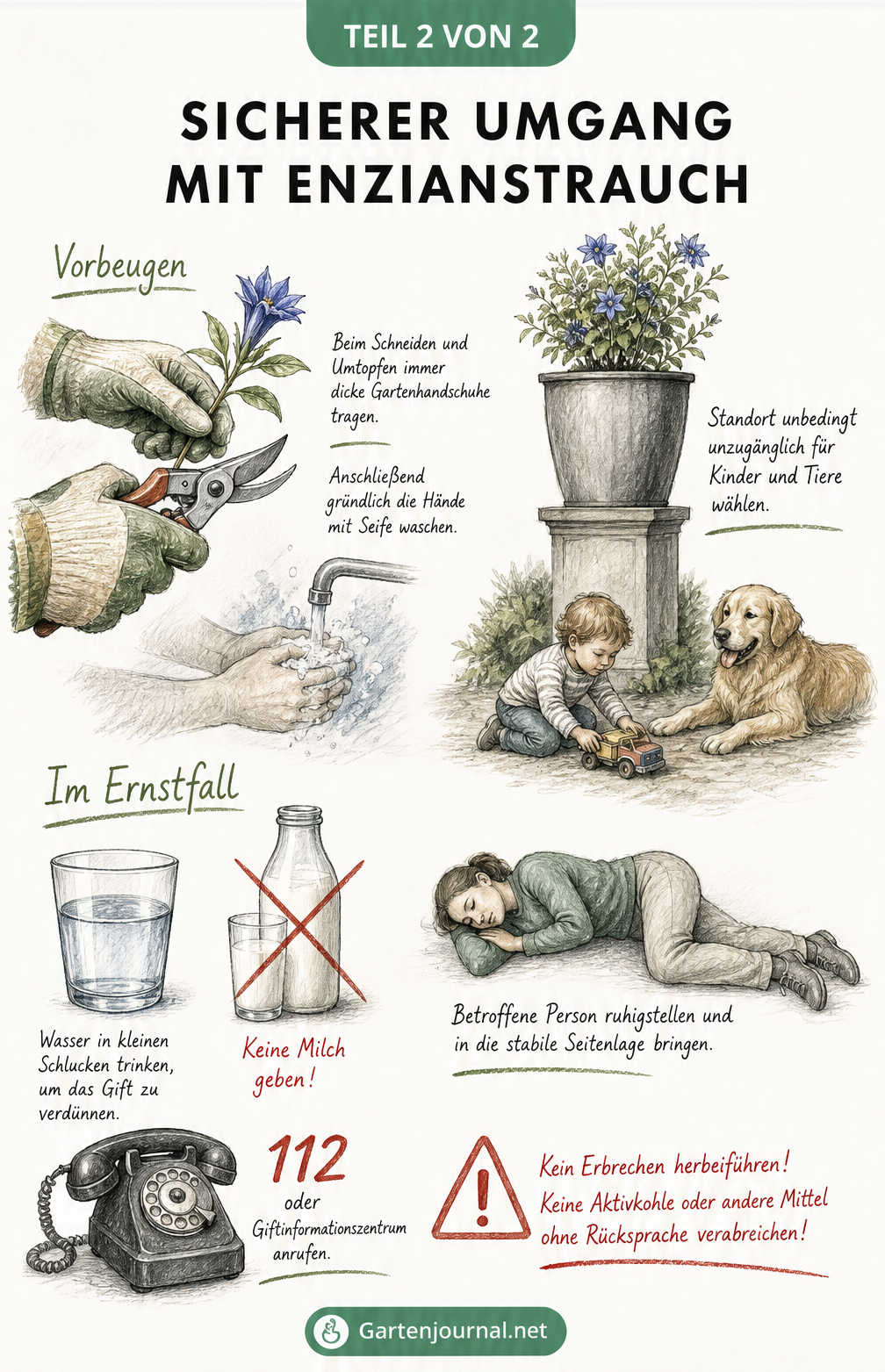 Illustration zu Schutzmaßnahmen beim Schneiden des Enzianstrauchs und Erste-Hilfe-Tipps bei einer Vergiftung