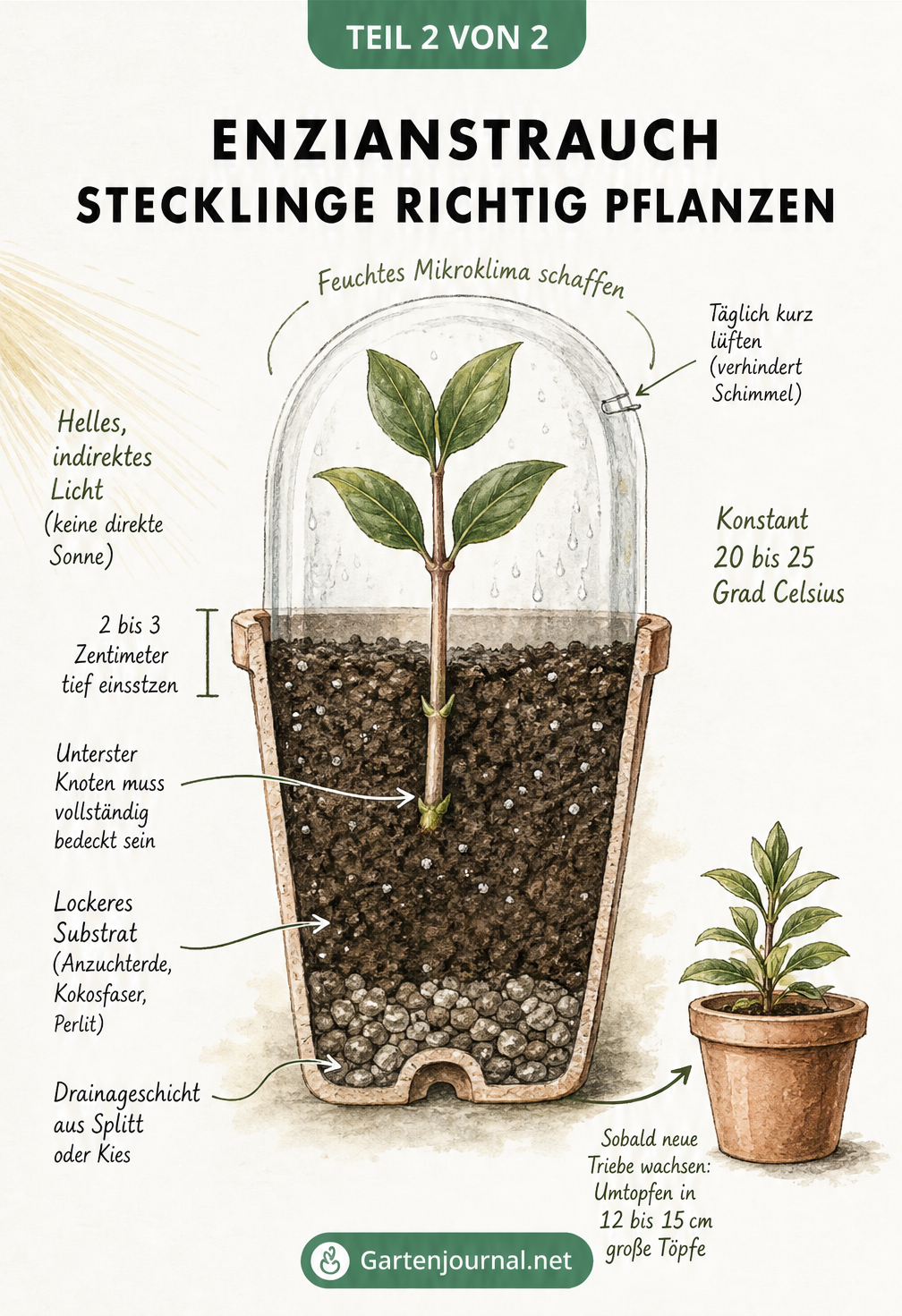 Querschnitt-Zeichnung eines Pflanztöpfchens mit einem Enzianstrauch-Steckling, Drainageschicht und transparenter Haube für das Mikroklima.