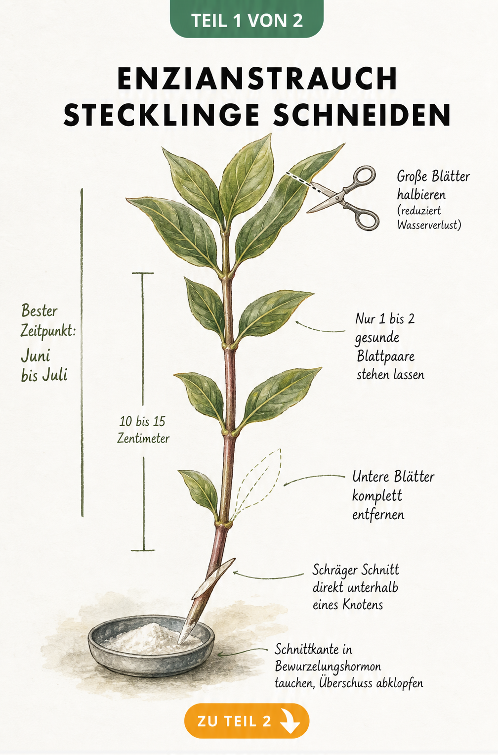 Botanische Illustration eines Enzianstrauch-Triebes mit Markierungen zum richtigen Schneiden und Vorbereiten von Stecklingen.