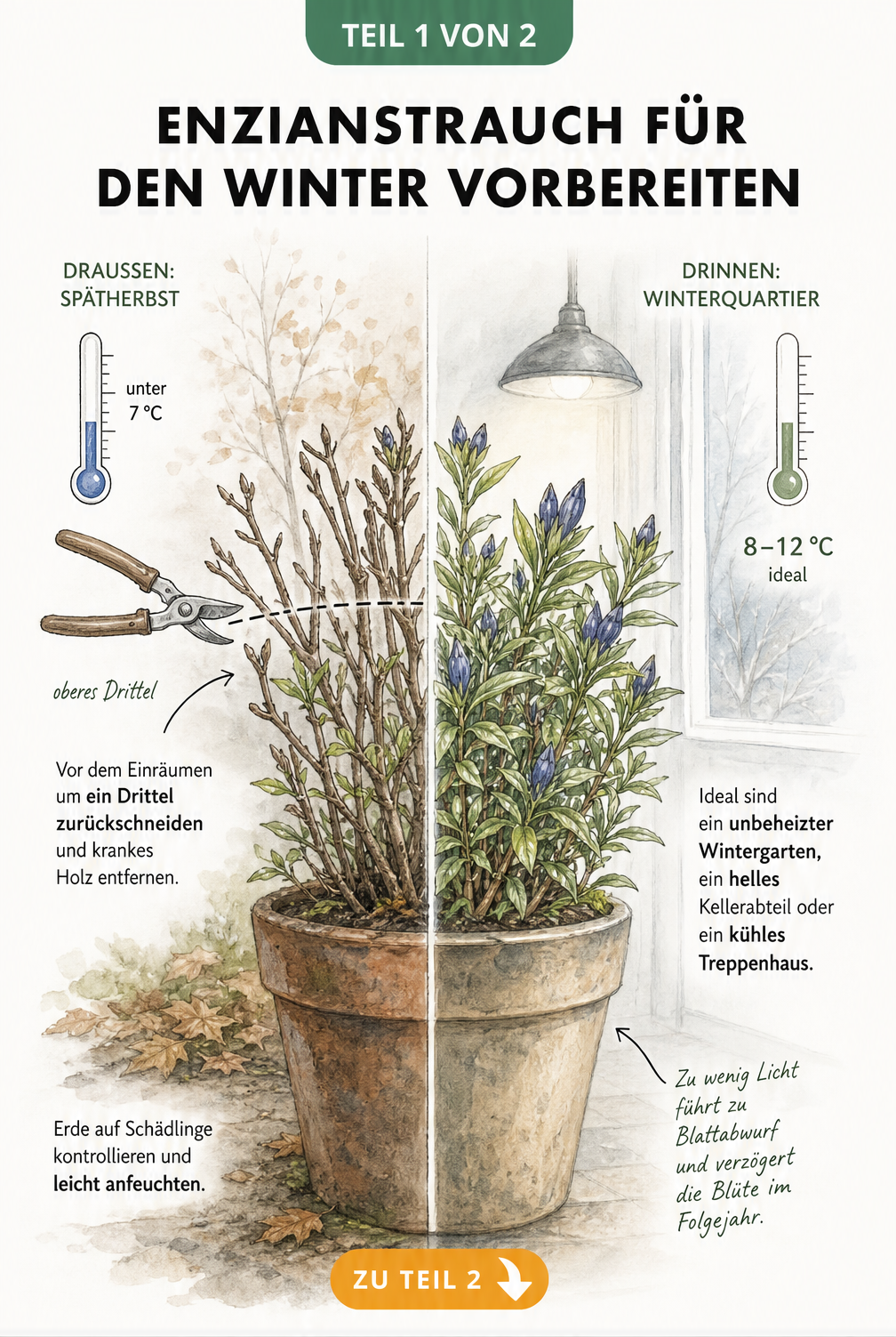 Illustration eines Enzianstrauchs im Kübel, der für den Winter vorbereitet wird, mit Thermometer und Gartenschere.