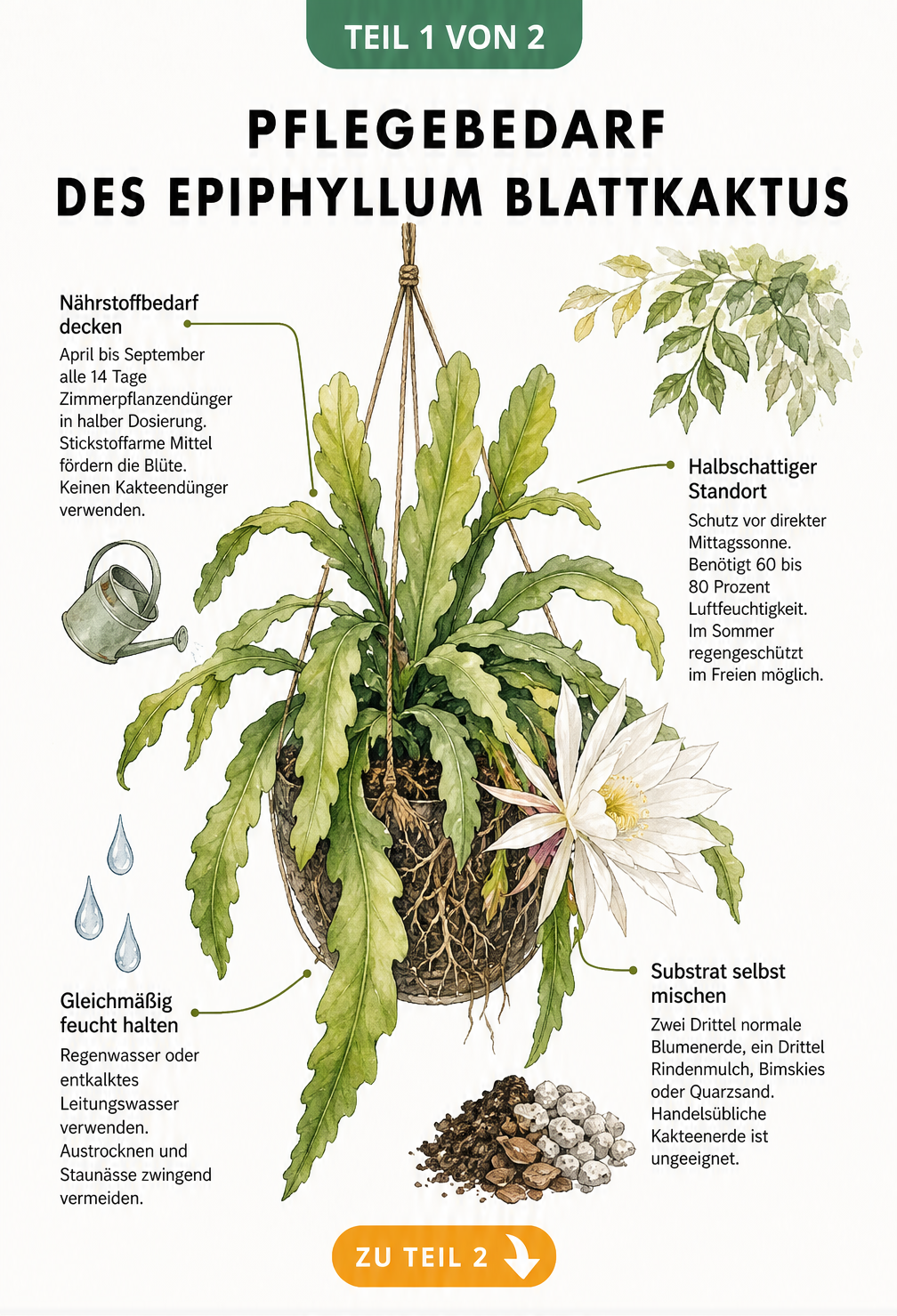 Botanische Illustration eines Epiphyllum Blattkaktus in einer Blumenampel mit Pflegehinweisen zu Substrat, Gießen, Standort und Düngen
