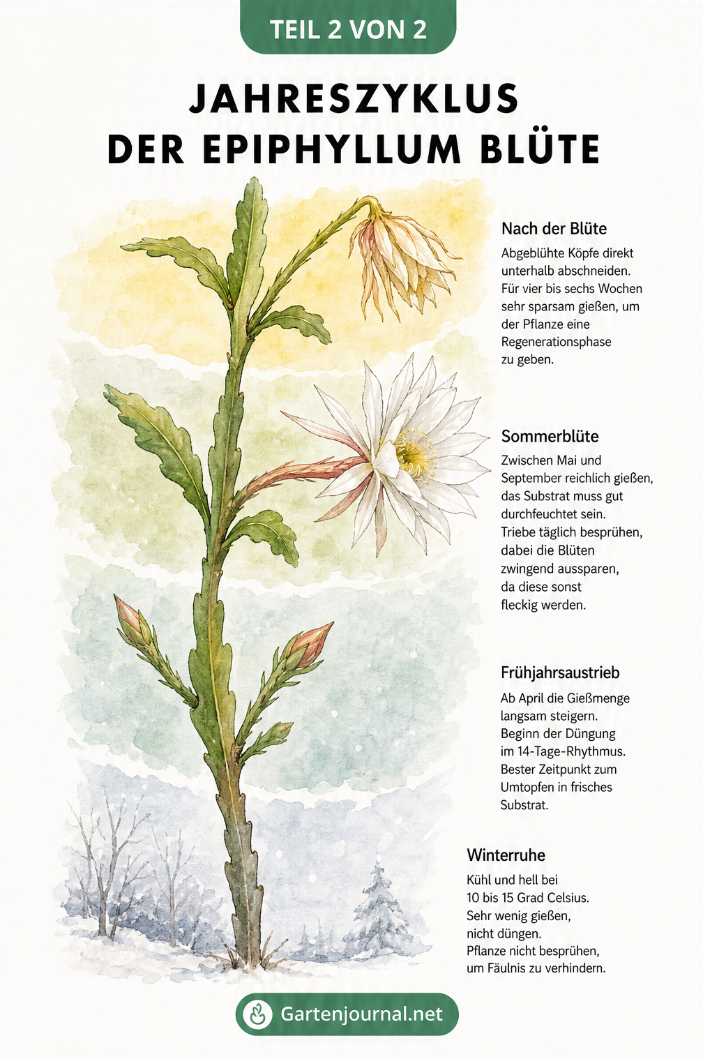 Illustration des Jahreszyklus eines Epiphyllum Triebes mit den Phasen Winterruhe, Frühjahrsaustrieb, Sommerblüte und nach der Blüte