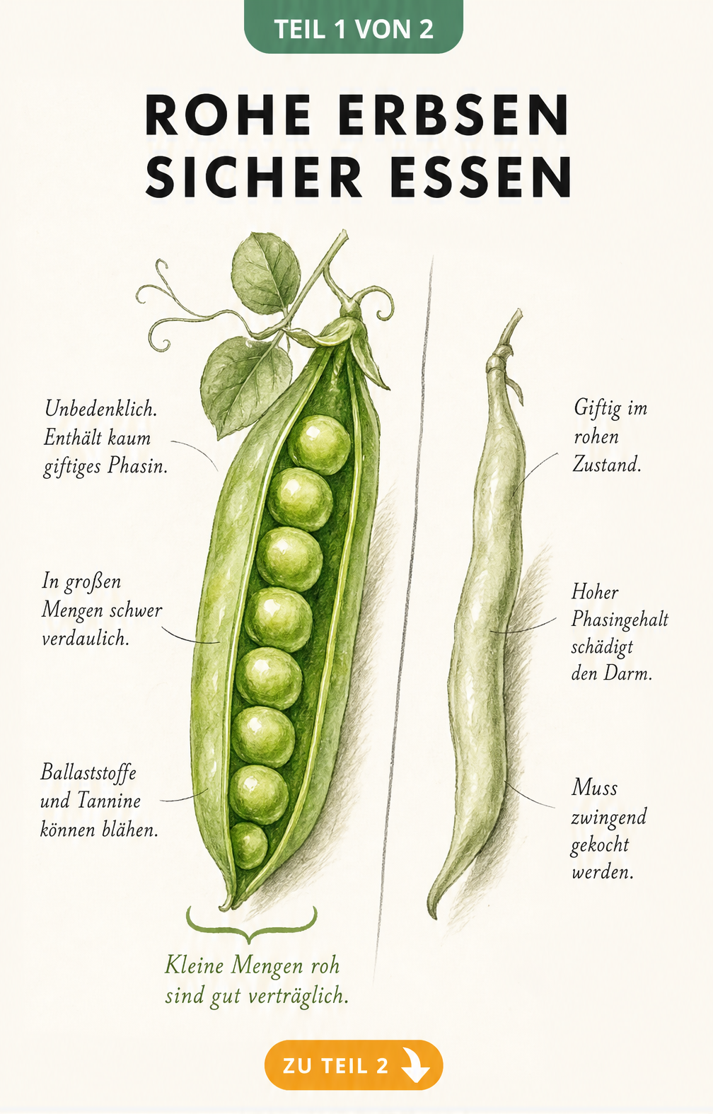 Botanische Illustration einer Erbsenschote und einer Gartenbohne mit Erklärungen zur Giftigkeit