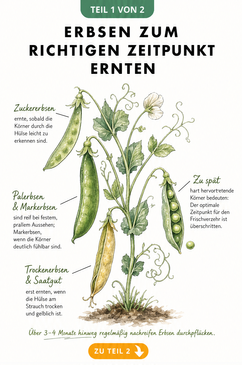 Botanische Illustration einer Erbsenpflanze mit vier Schoten in verschiedenen Reifestadien und Erntehinweisen