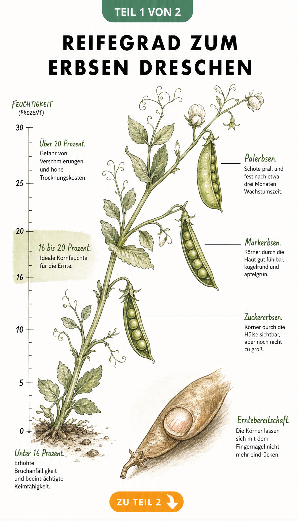 Botanische Illustration eines Erbsenstrauchs mit Palerbsen, Markerbsen und Zuckererbsen sowie einer Skala zum idealen Feuchtigkeitsgehalt für die Ernte.