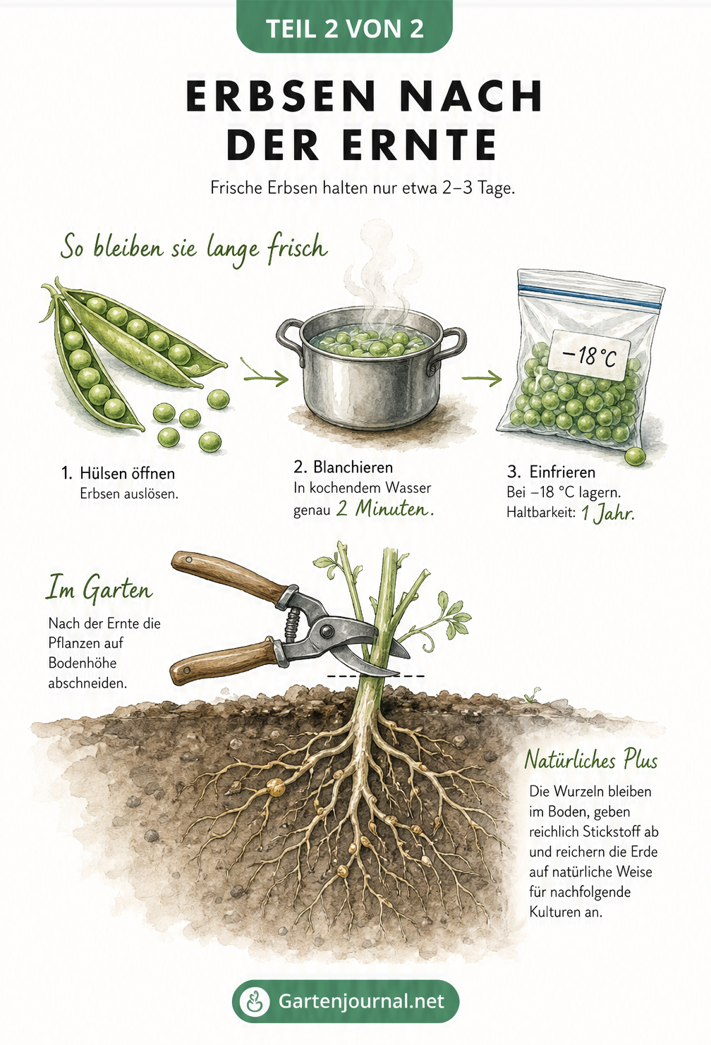 Illustration zur Verarbeitung von Erbsen in der Küche und dem Belassen der Wurzeln im Beet zur Stickstoffanreicherung