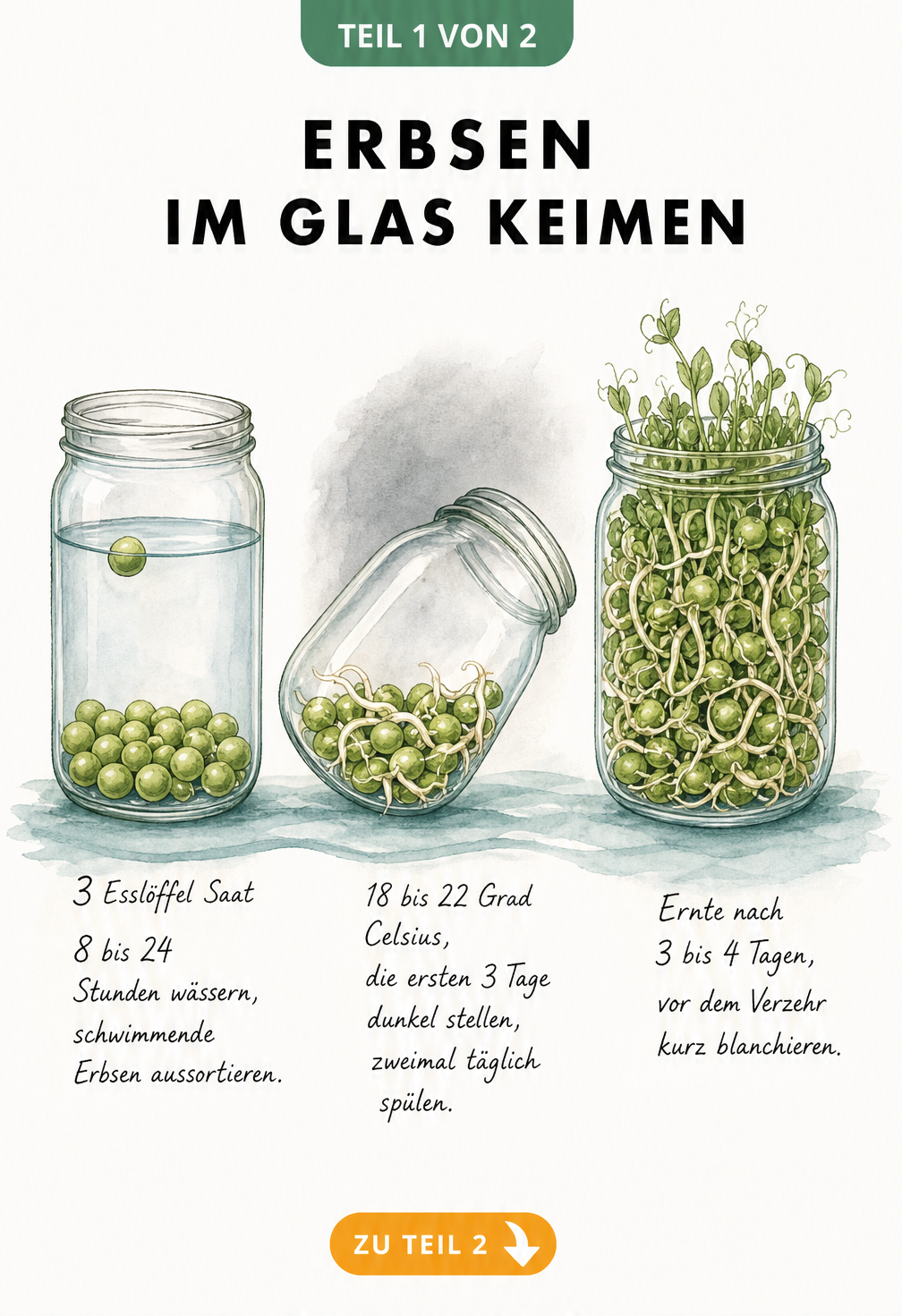 Illustration von drei Sprossengläsern, die den Keimprozess von Erbsen im Wasser zeigen