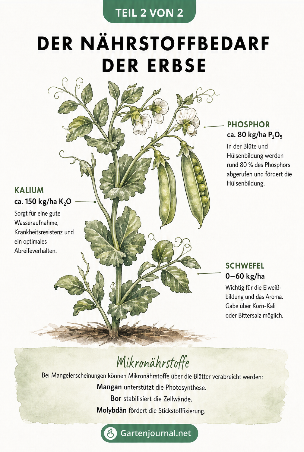 Botanische Illustration einer ausgewachsenen Erbsenpflanze mit Blüten und Schoten sowie dem Bedarf an Phosphor, Kalium, Schwefel und Mikronährstoffen