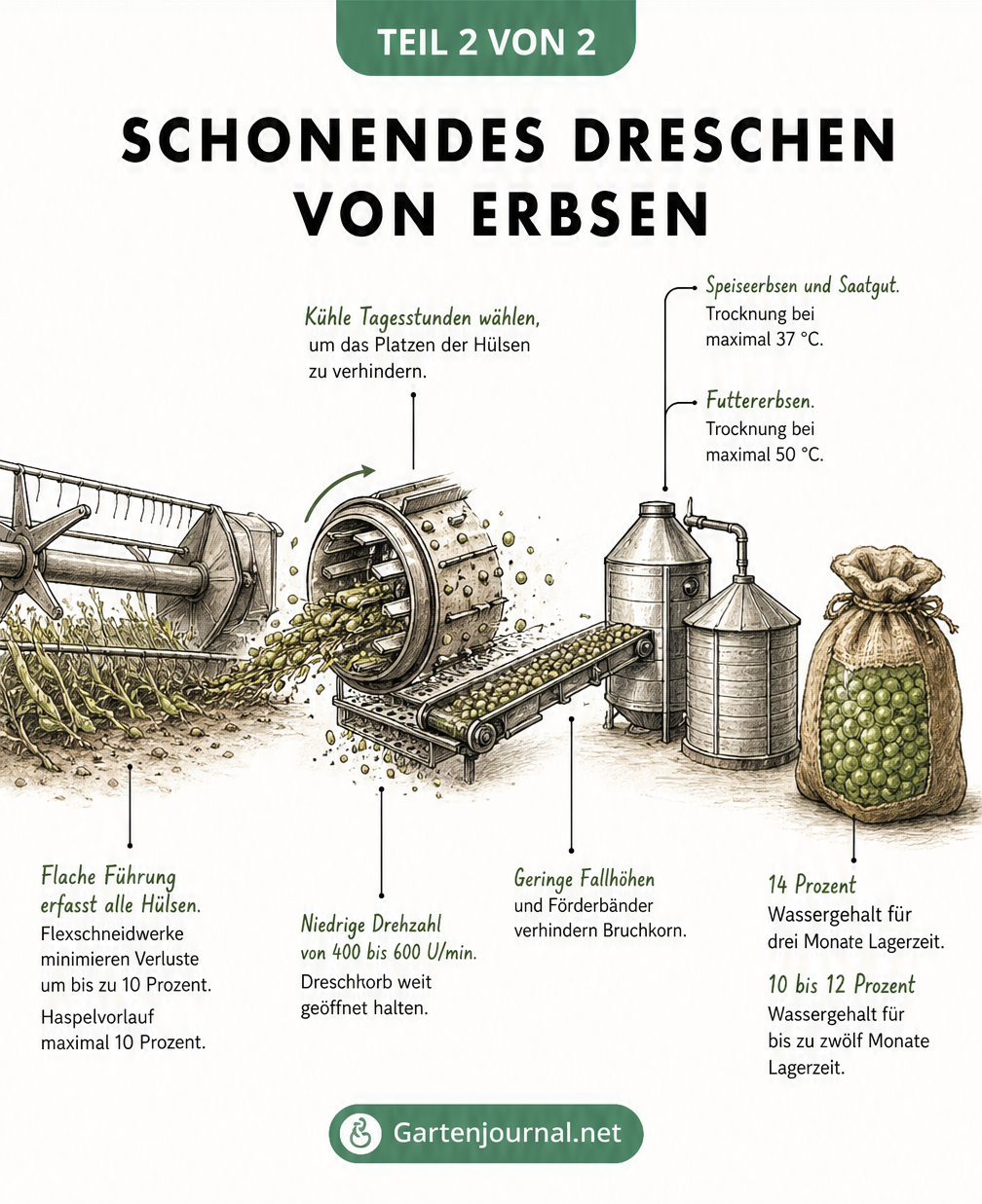 Querschnitt-Zeichnung eines Mähdreschers, die den Weg der Erbse vom flach geführten Schneidwerk über die Dreschtrommel bis zur Trocknung und Lagerung zeigt.