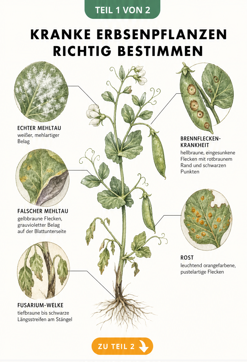 Botanische Zeichnung einer Erbsenpflanze mit Detailansichten von Krankheiten wie Echtem und Falschem Mehltau, Fusarium-Welke, Brennfleckenkrankheit und Rost.