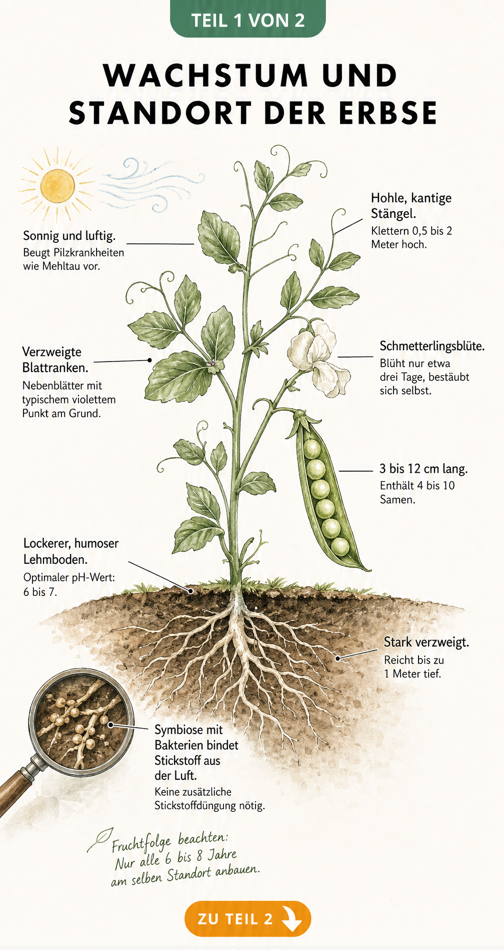 Botanische Illustration einer Erbsenpflanze mit Wurzeln, Stängel, Blättern, Blüten und Hülsen