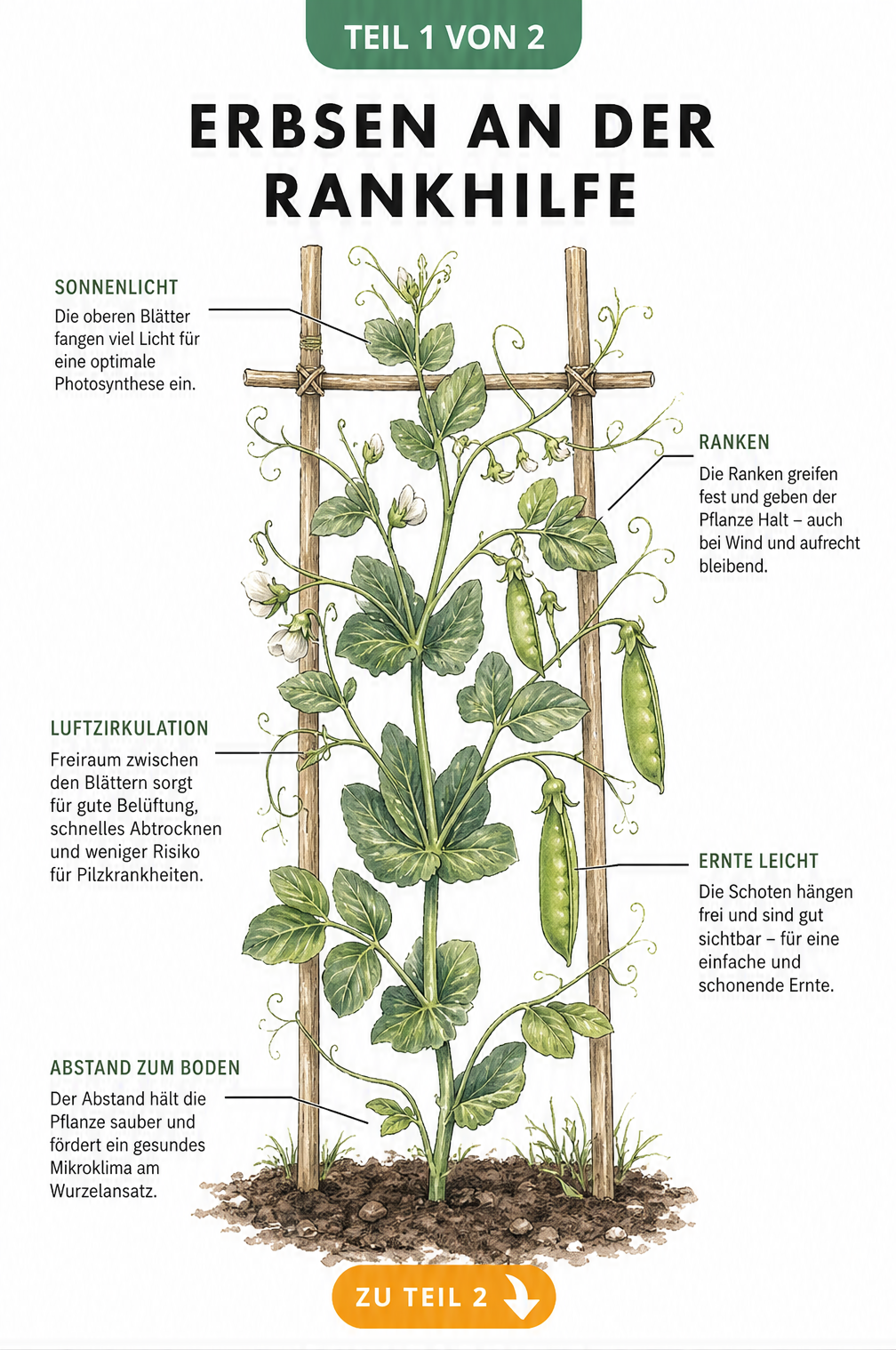 Botanische Illustration einer Erbsenpflanze an einem Holz-Spalier mit Erklärungen zu Sonnenlicht, Luftzirkulation und Ernte