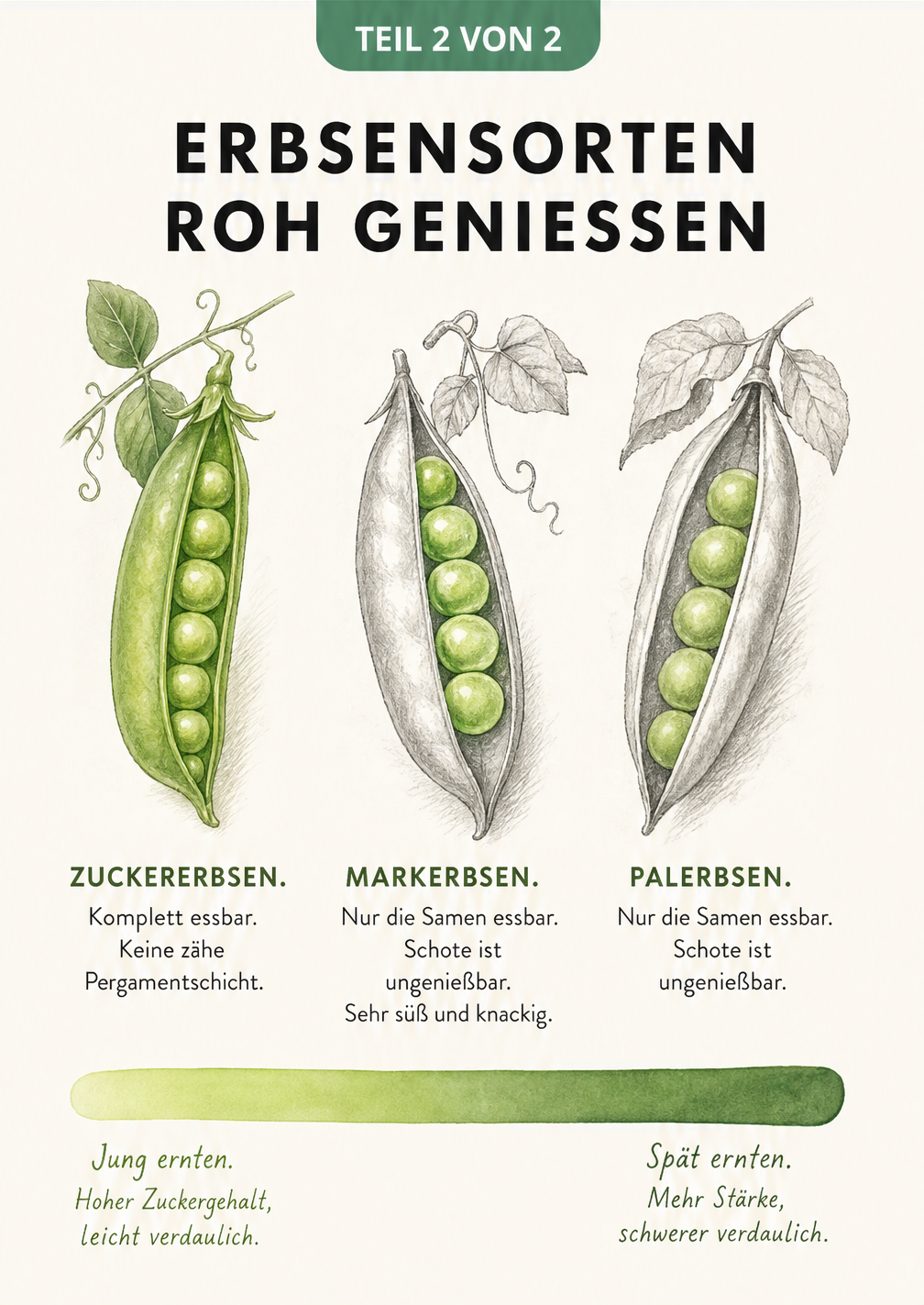 Illustration von Zuckerschote, Markerbse und Palerbse mit Hinweisen zum rohen Verzehr