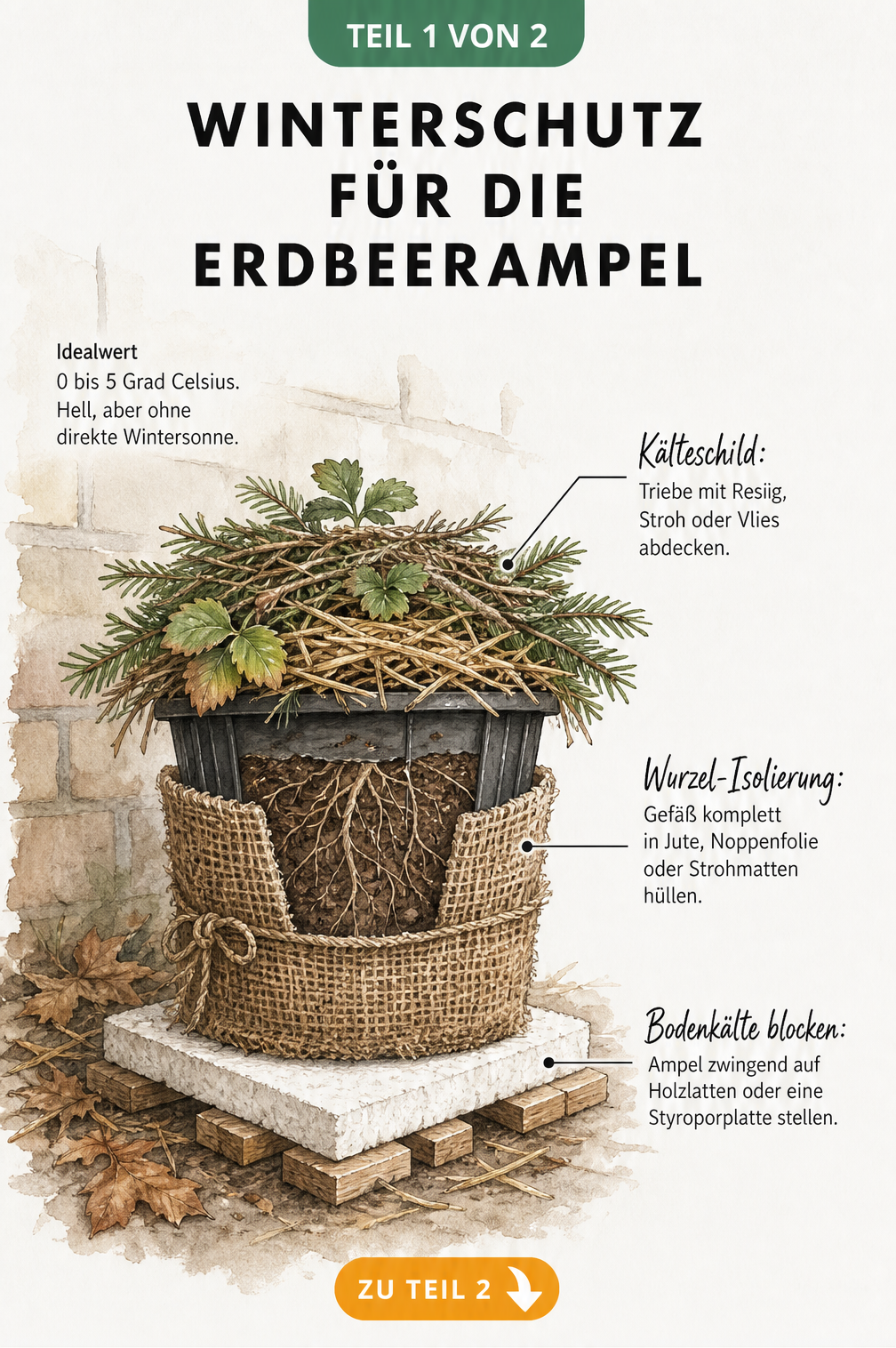 Illustration einer Erdbeerampel im Querschnitt mit Winterschutz wie Reisig, Jute und Styroporplatte