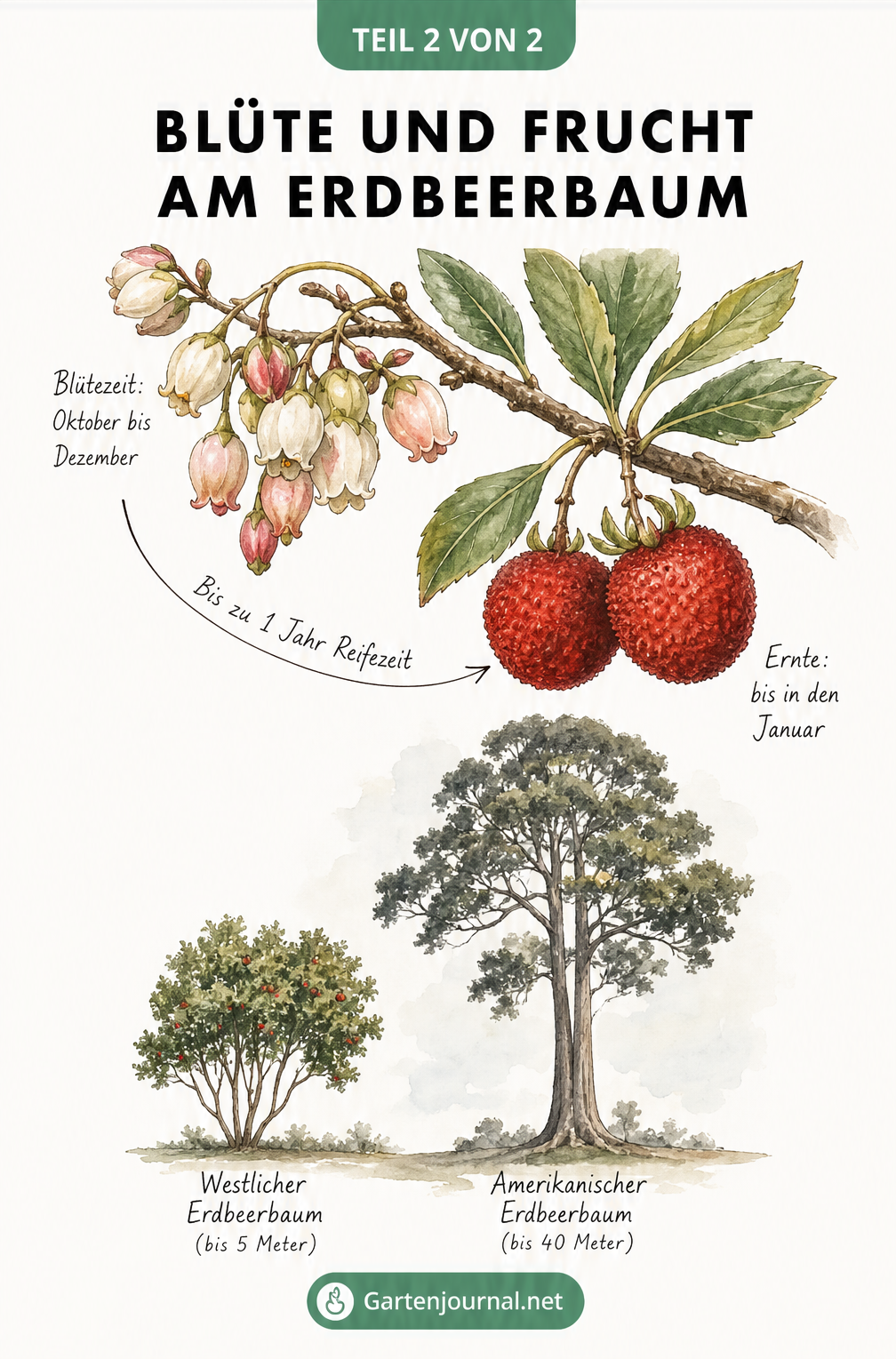 Aquarell-Zeichnung eines Erdbeerbaum-Zweiges mit weißen Blüten und roten Früchten sowie einem Größenvergleich der Baumarten