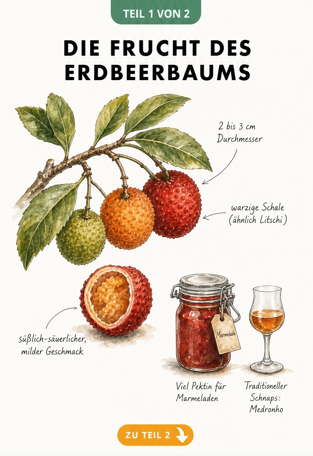 Botanische Illustration der Erdbeerbaum-Frucht in verschiedenen Reifestadien mit aufgeschnittener Frucht und Hinweisen zu Geschmack und Verwendung