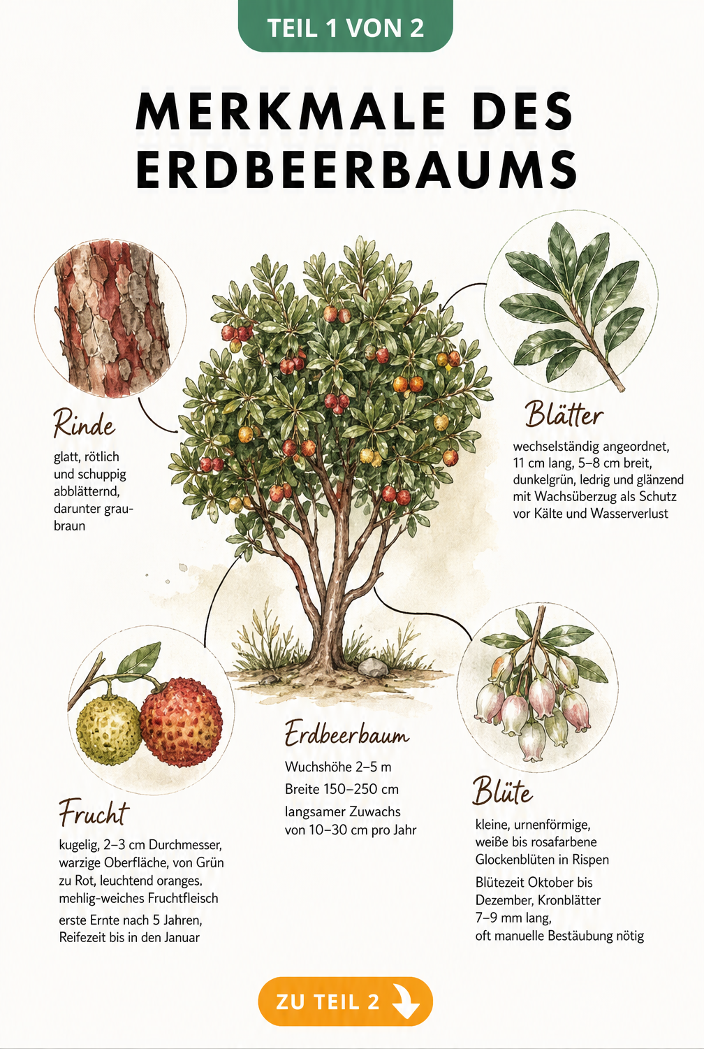 Botanische Illustration des Erdbeerbaums mit Details zu Blättern, Blüten, Früchten und Rinde