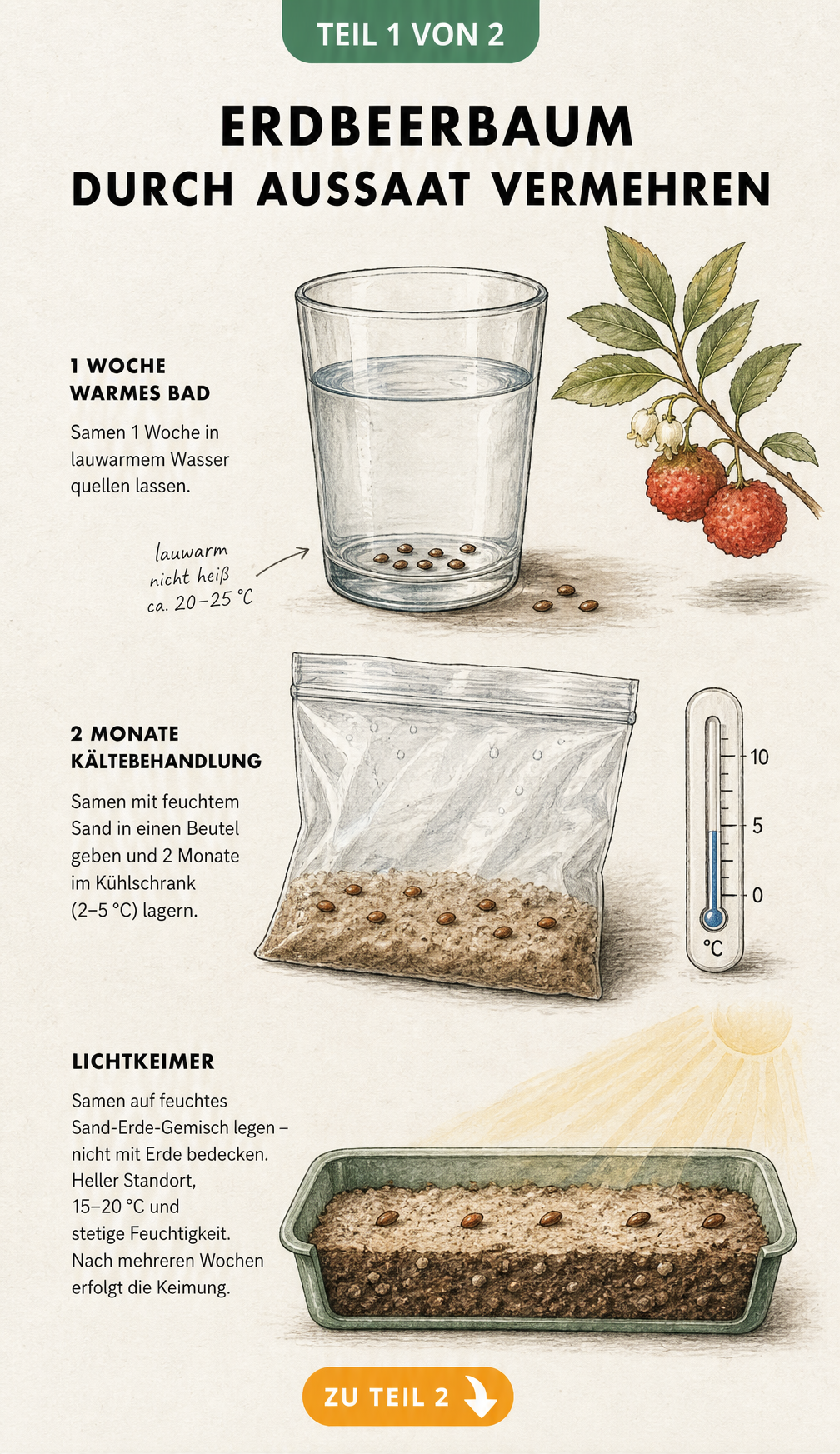 Illustration der Erdbeerbaum-Aussaat: Samen quellen im Wasserglas, Kältebehandlung im Kühlschrank und Aussaat als Lichtkeimer in einer Anzuchtschale.