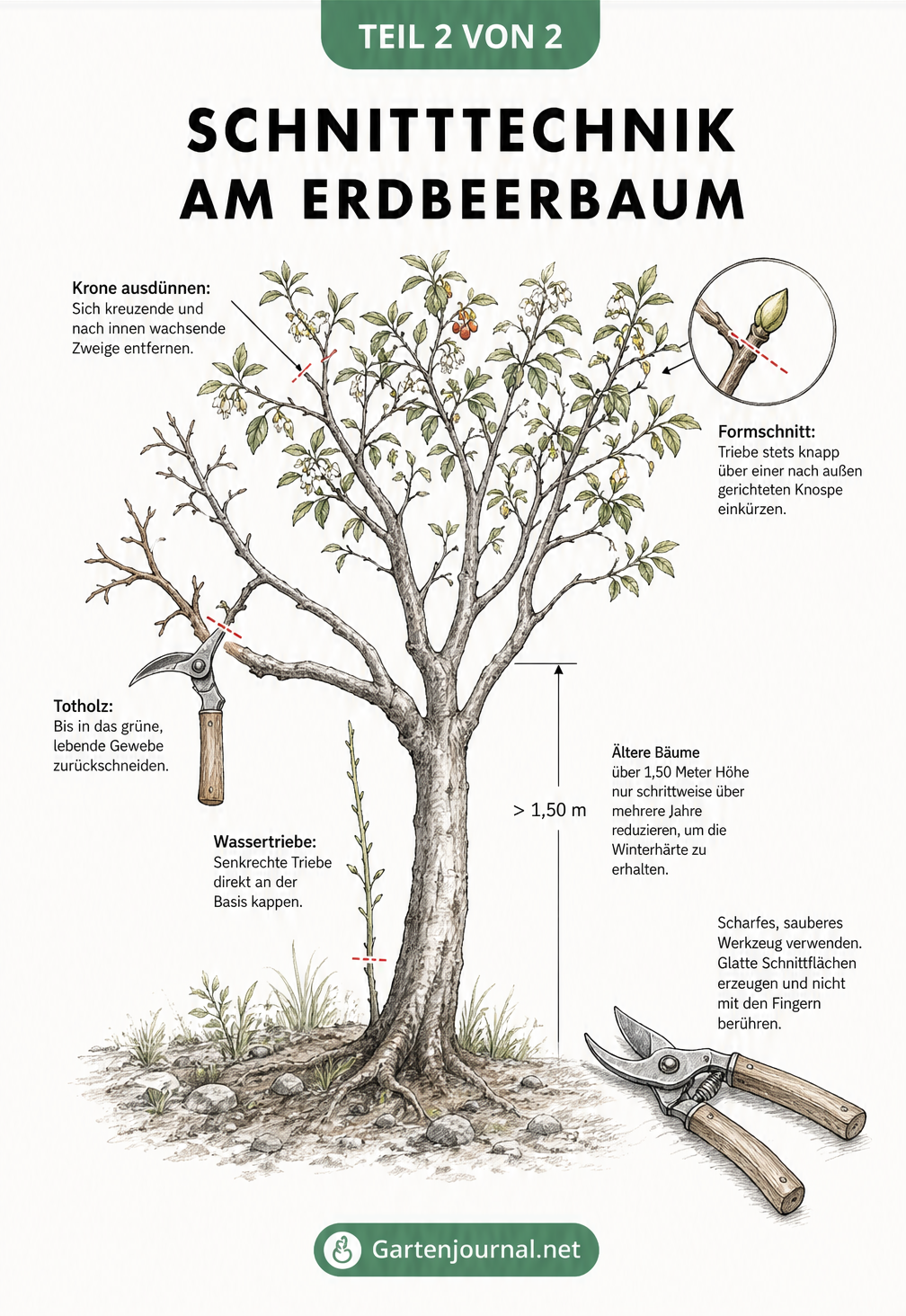 Detaillierte Zeichnung einer Erdbeerbaum-Krone mit verschiedenen Schnitttechniken