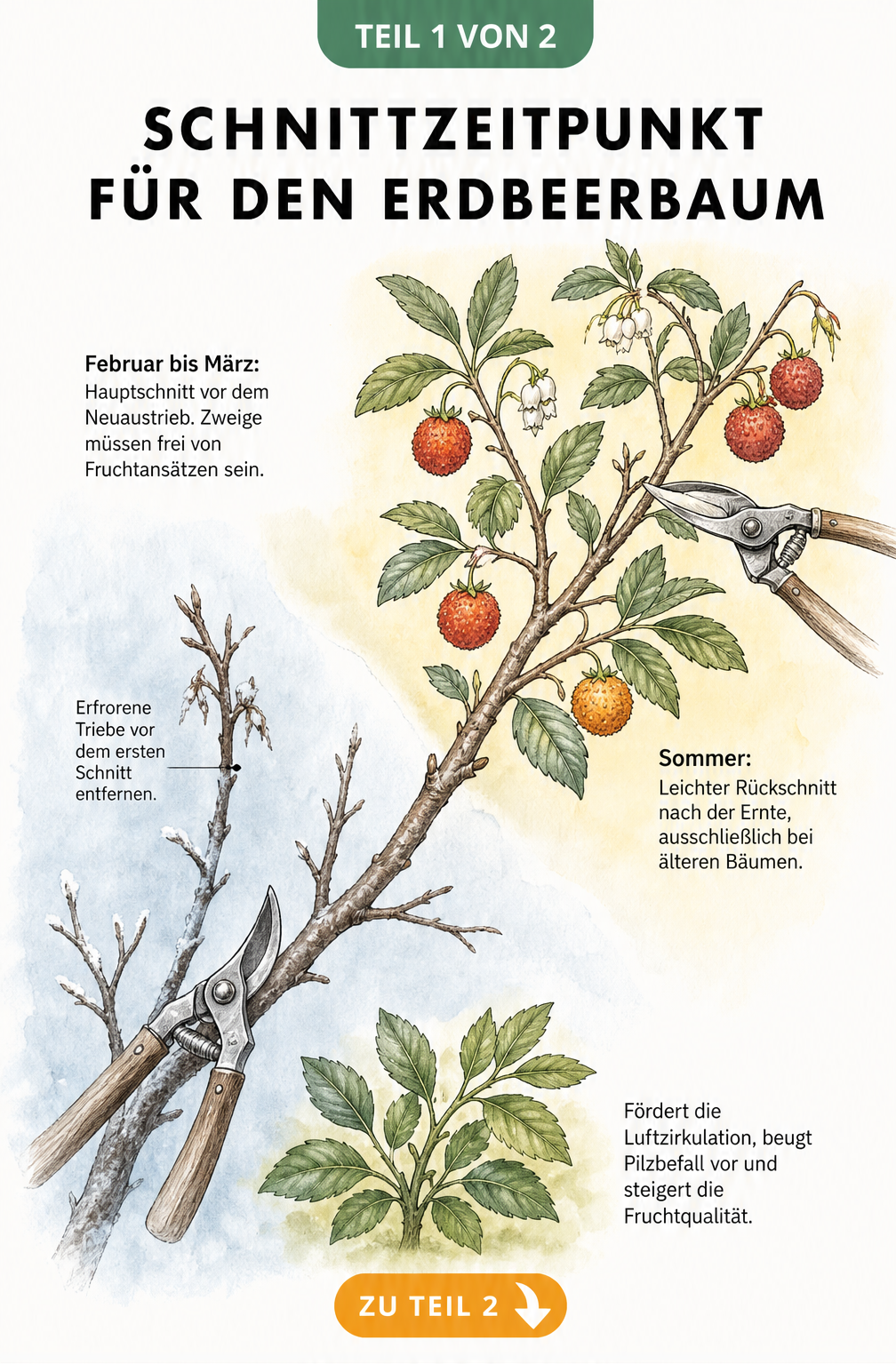 Botanische Illustration eines Erdbeerbaum-Astes mit Schnittzeitpunkten im Winter und Sommer